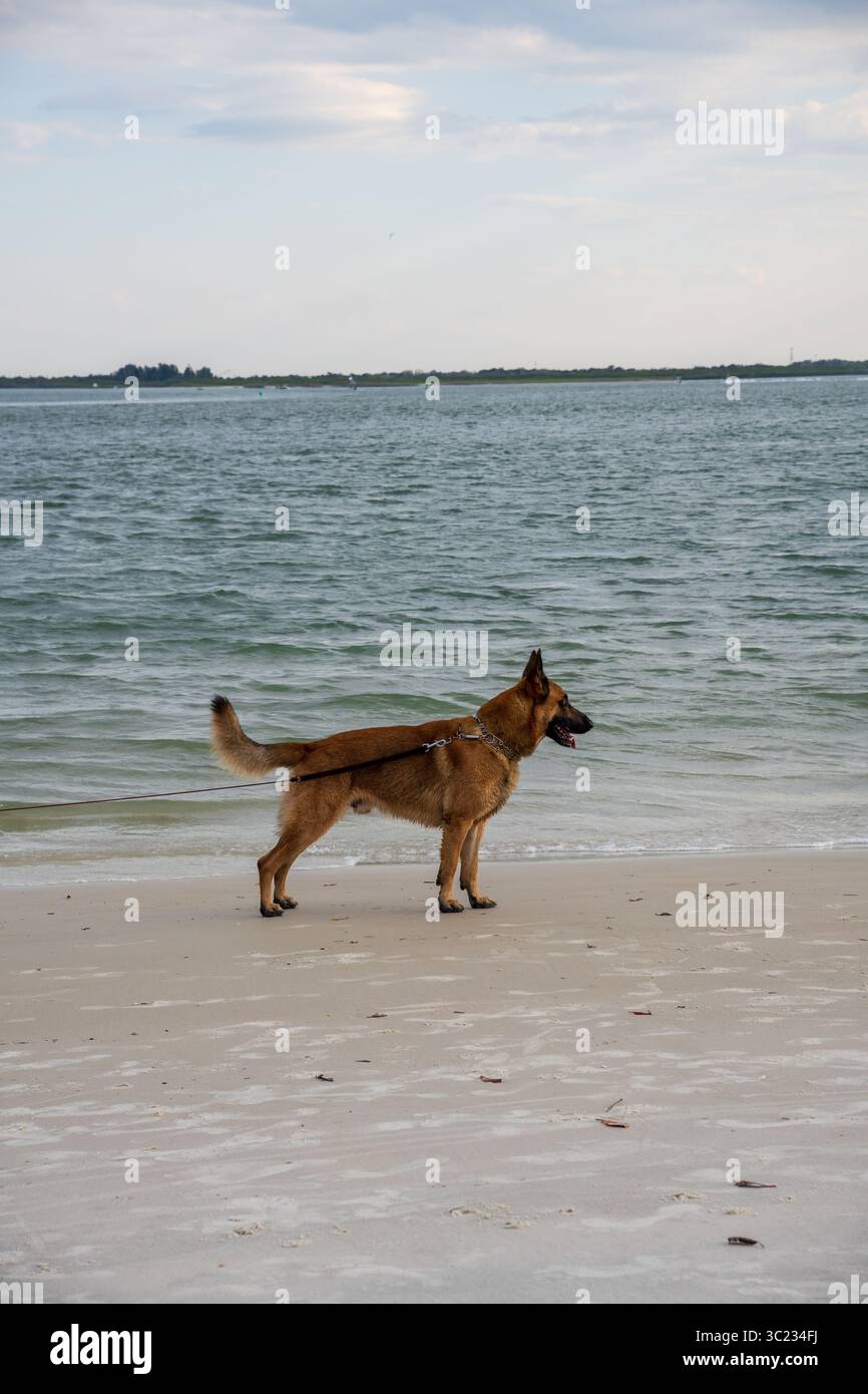 Cane belga Malinois al guinzaglio in guardia su una spiaggia tranquilla vicino alle onde dell'oceano sotto un cielo parzialmente nuvoloso. Foto Stock
