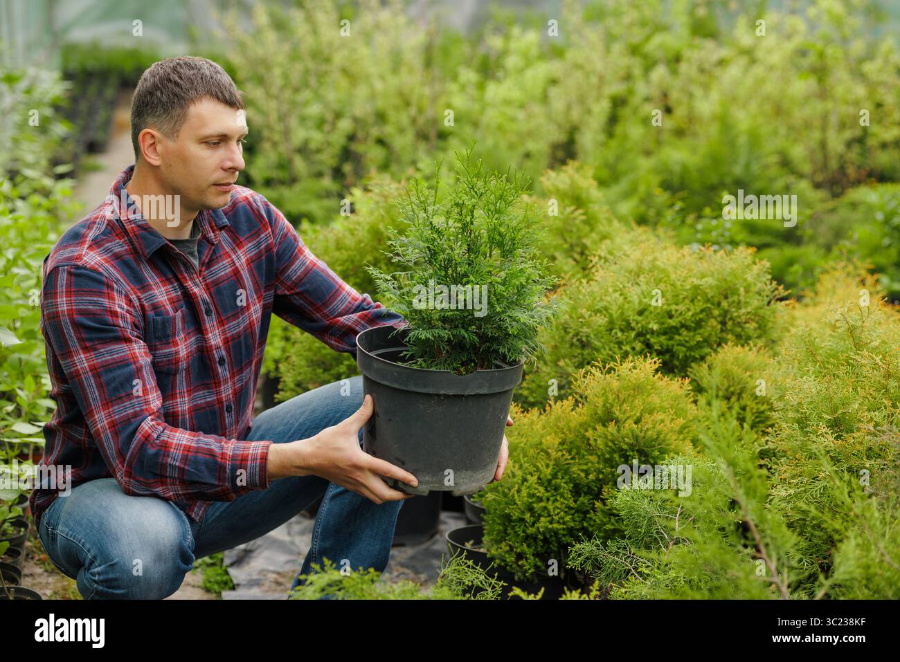 Uomo in camicia a quadri che tiene la giovane pianta di thuja in un vaso del vivaio, ispezionando il fogliame nell'area verde del giardino. Foto Stock