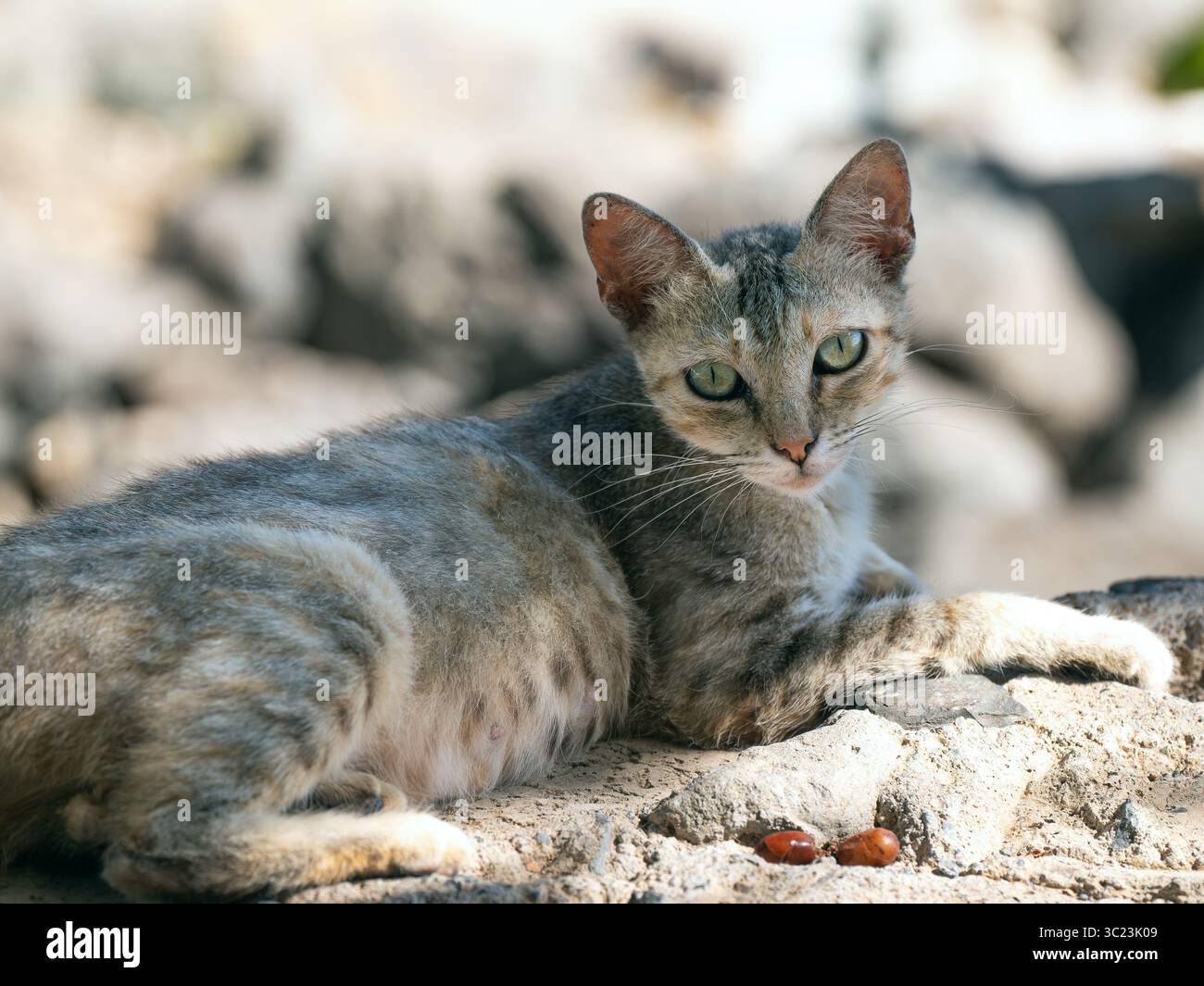 Un gatto di strada con gli occhi verdi giace in allerta su un terreno roccioso di Gran Canaria. La sua pelliccia a motivi geometrici in tonalità di grigio, marrone e bianco. Foto Stock