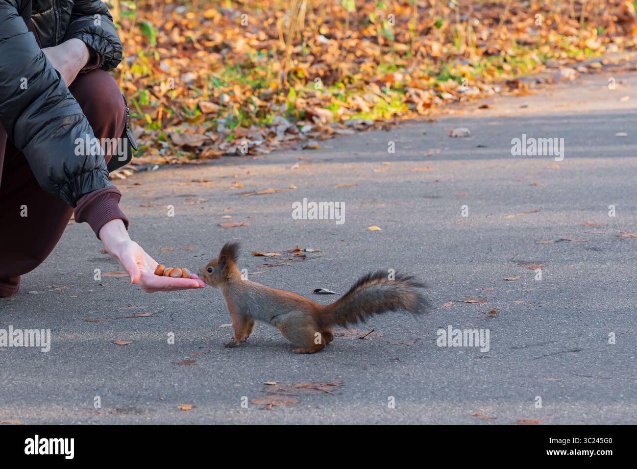 Lo scoiattolo mangia noci dalle mani delle donne in autunno nel parco Foto Stock