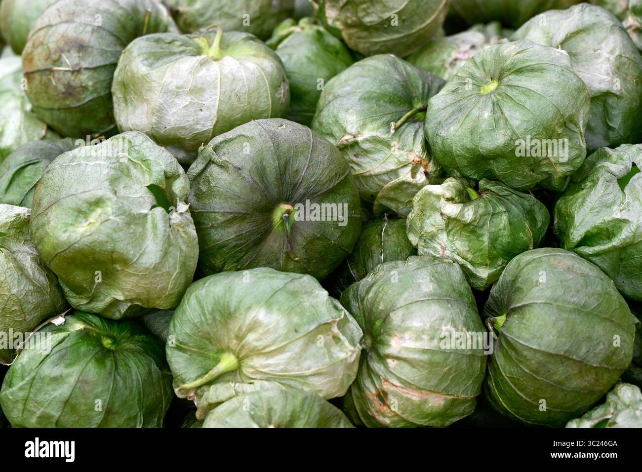 Tomatillo crudo fresco in un mercato agricolo degli Stati Uniti Foto Stock