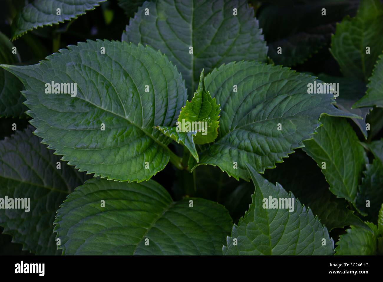 Splendido sfondo verde con foglie di ortensia. Foglie di verde scuro sfondo di Hydrangea macrophylla, bella trama di foglie, sfondo natura Foto Stock