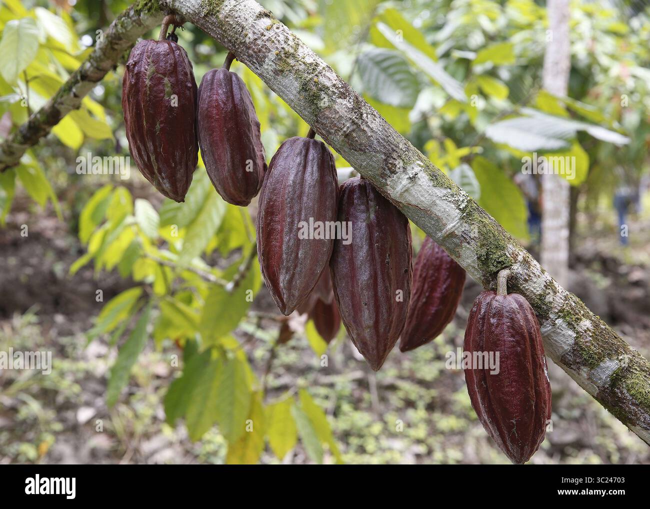 10 gennaio 2019 - 10012019. Matina de LimÃÂ³n y San Isidro de Heredia. Visita a dos plantaciones de cacao en Matina de LimÃÂ³n. FotografÃÂ­as del proceso del cacao para convertirse en Chocolate. EN la foto: Finca del seÃÂ±o Marcial Menocal MelÃÂ©ndez (68) quiÃÂ©n tiene unas 2000 plantas de cacao en una extensiÃÂ³n de 3 hectÃÂreas. Foto: Albert MarÃÂ­n. (Immagine di credito: © la Nacion via ZUMA Press) Foto Stock