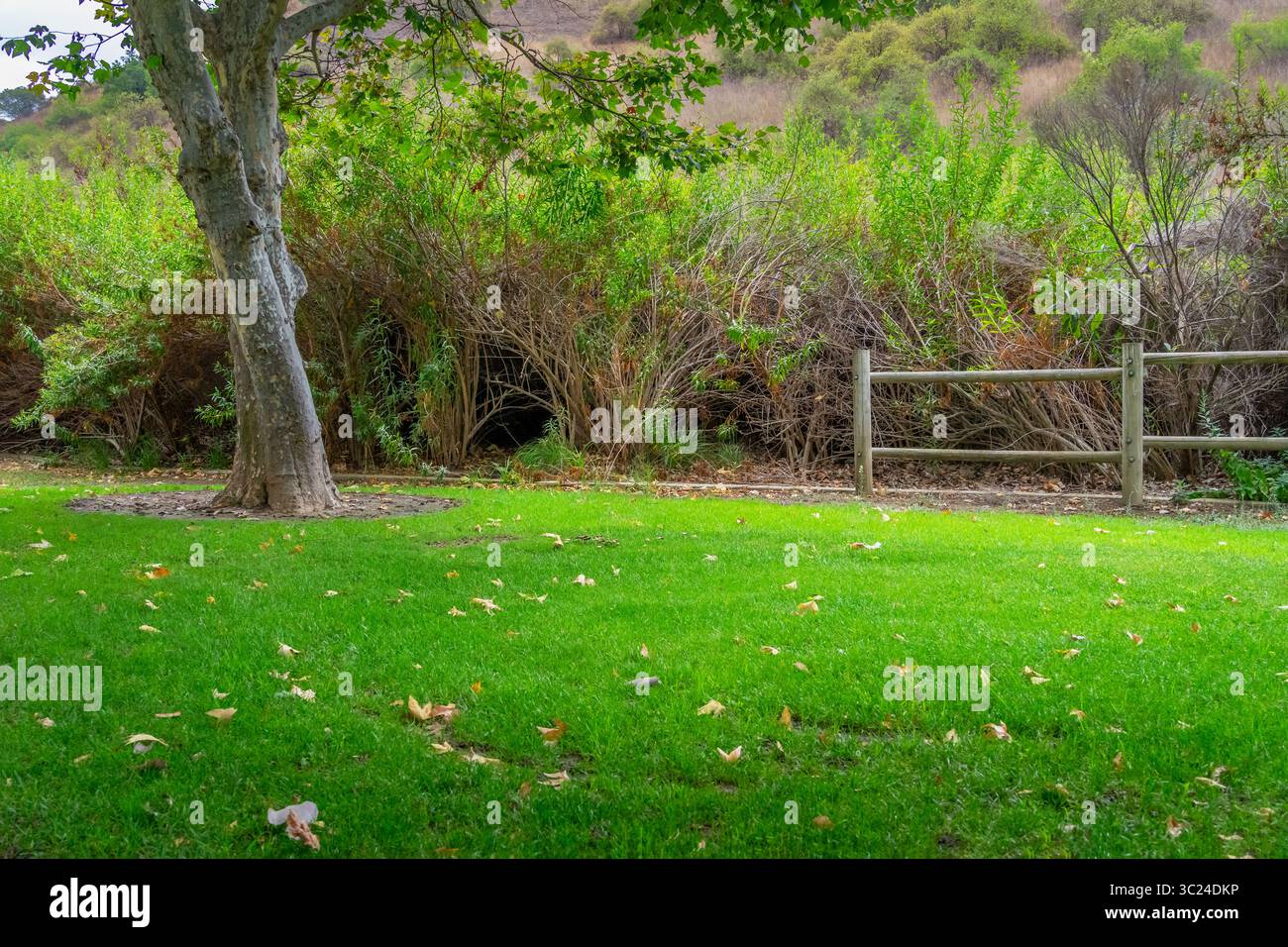 Erba verde con un albero e vegetazione con una recinzione di rotaia in un parco Foto Stock
