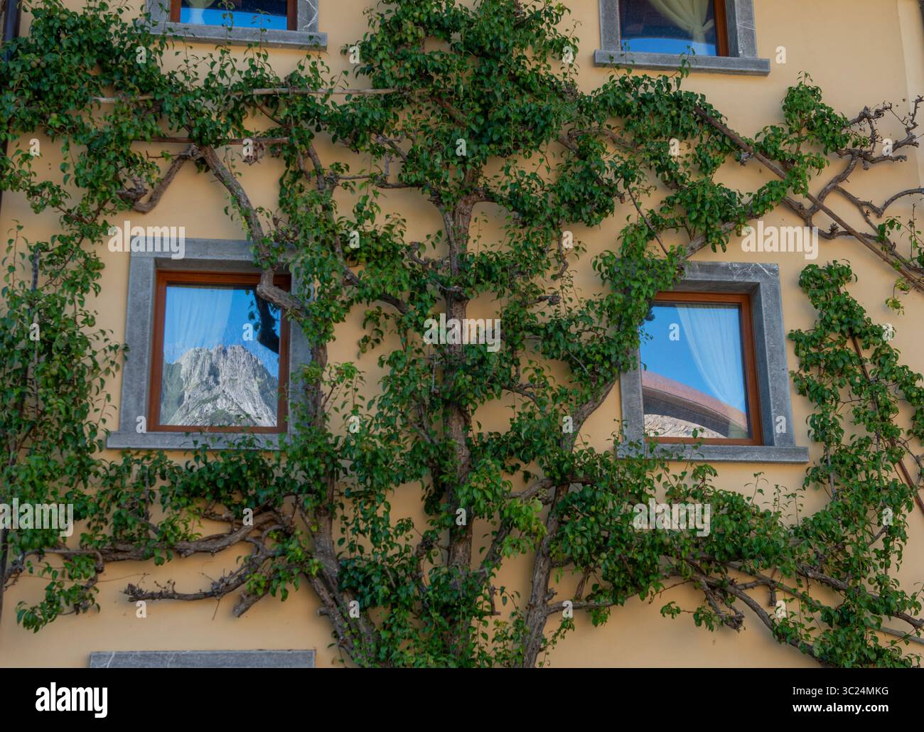 Pere che sale sulla facciata della casa Foto Stock