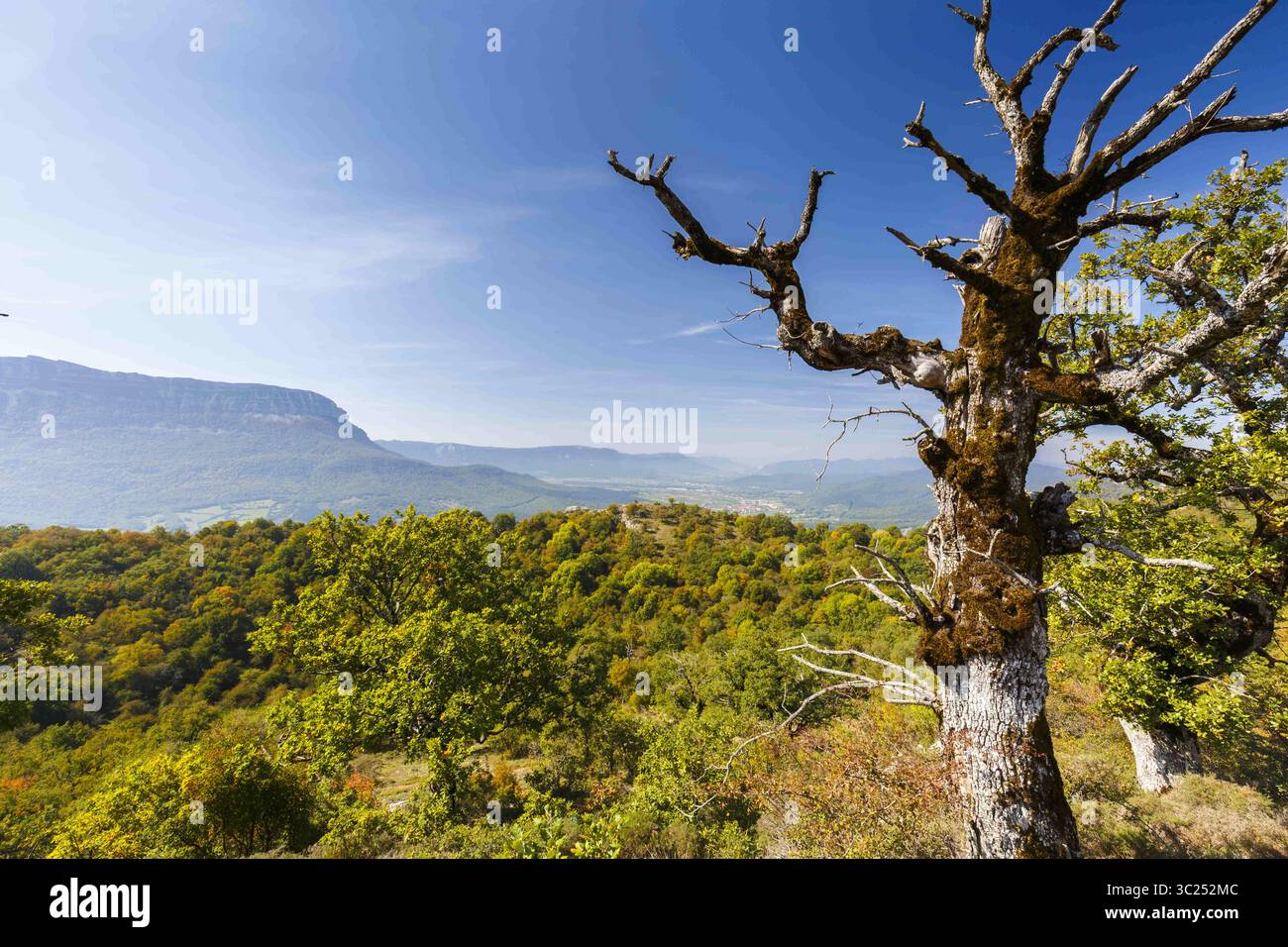 24 settembre 2017 - NAVARRA, SPAGNA - quercia morta e foresta. Catena montuosa dell'Aralar. Navarra, Spagna, Europa. (Immagine di credito: © Mikel Bilbao / Vwpics/VW Pics via cavo ZUMA) Foto Stock