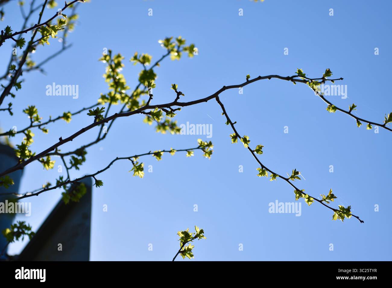 Un ramo su un cielo blu Foto Stock