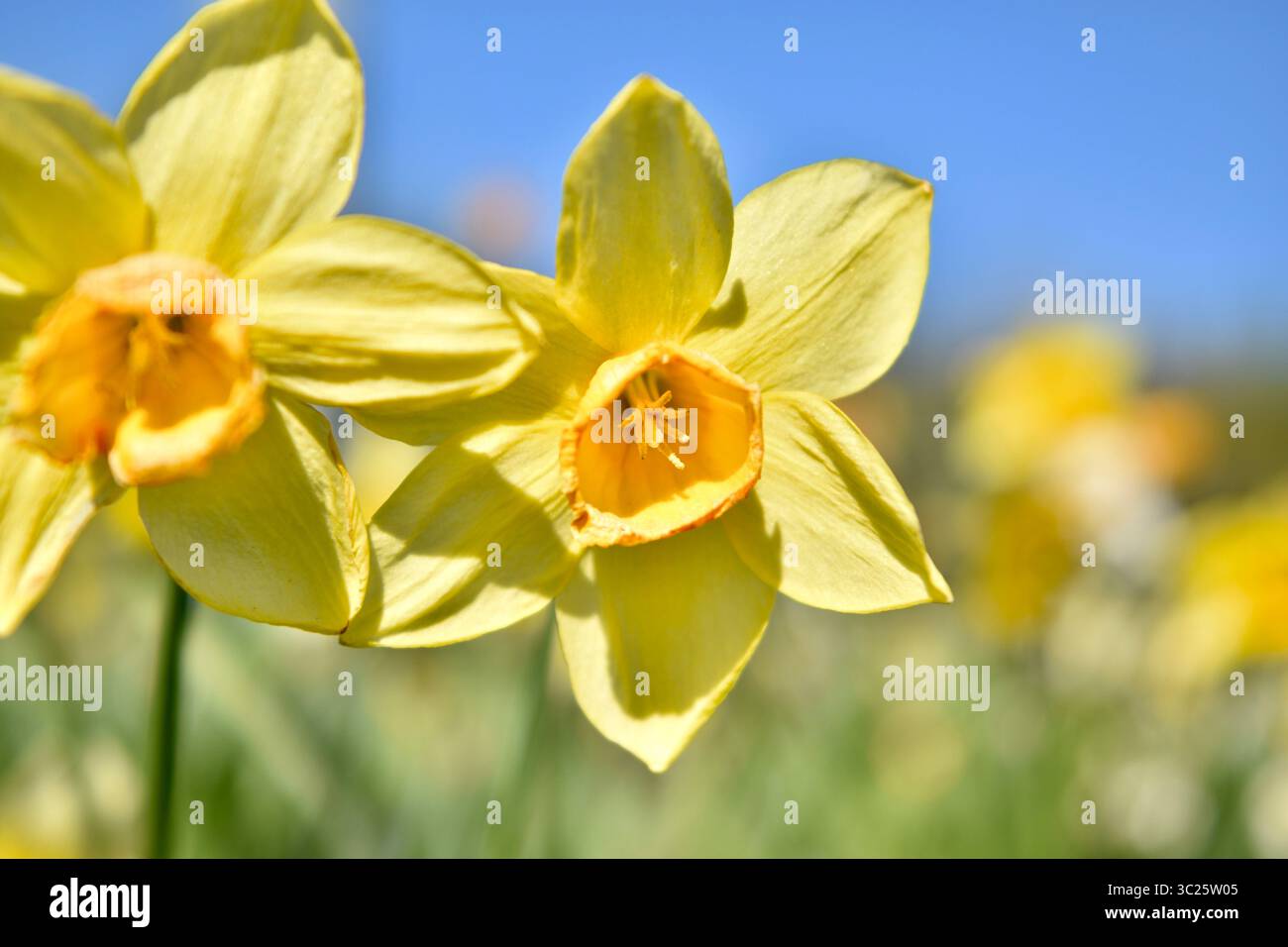 Una chiusura di più narcisi Foto Stock