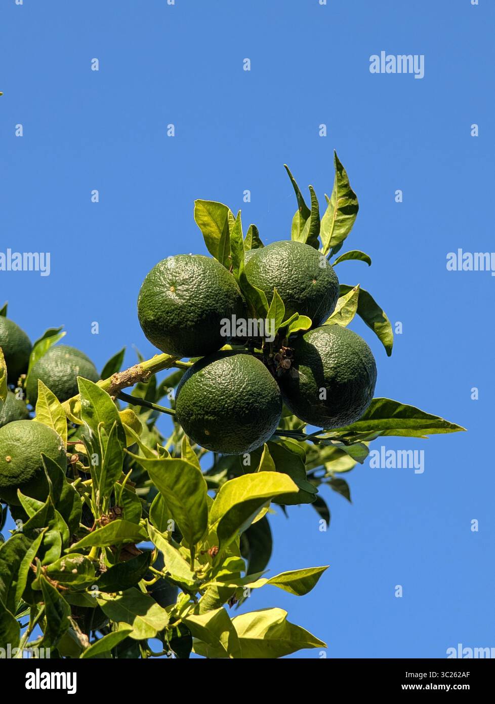 Lime verdi fresche che crescono su un albero di agrumi nella Turchia rurale Foto Stock