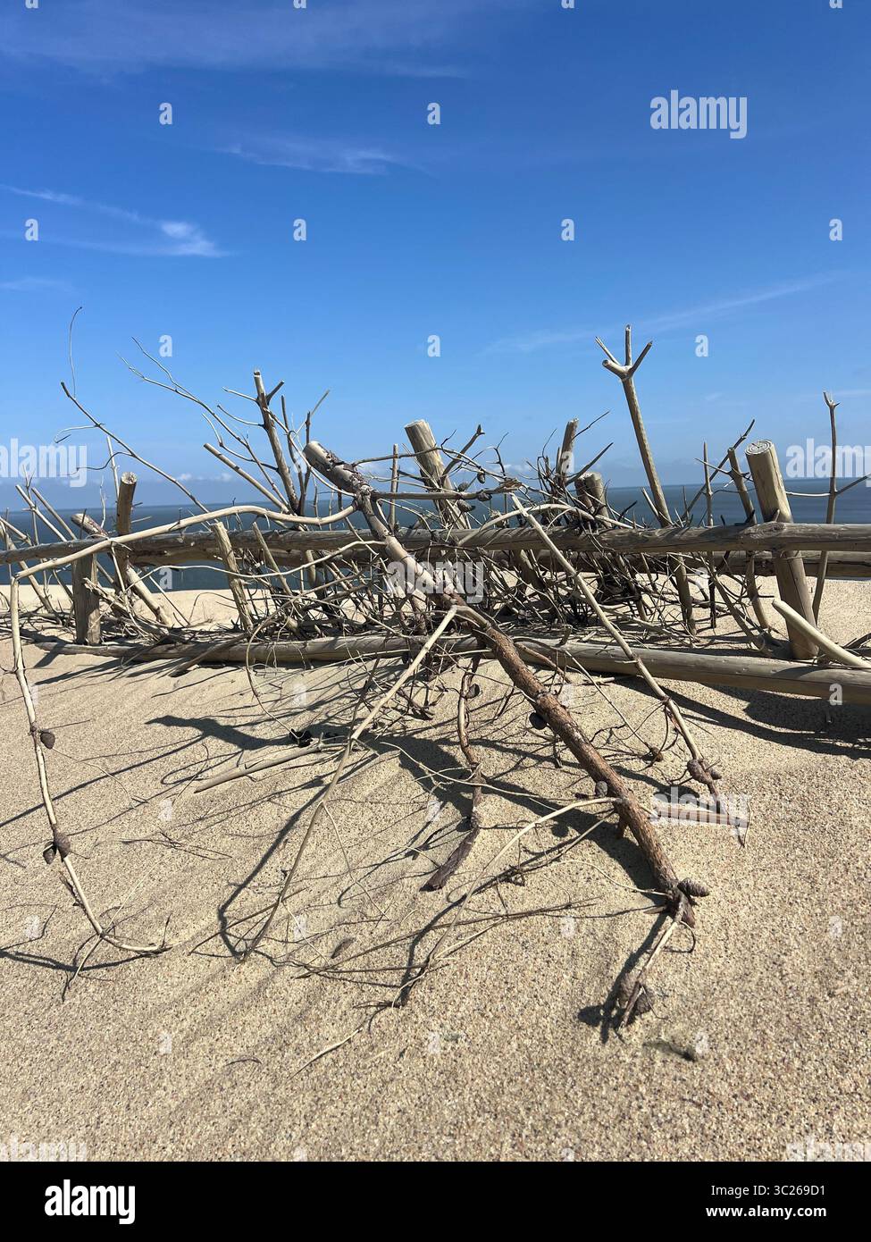 Un mucchio di rustici alberi da mare poggia su una spiaggia sabbiosa sotto un cielo blu limpido. Tessuti naturali e una tranquilla bellezza costiera. Perfetto per i temi della natura - Immagine stock catturata con smartphone