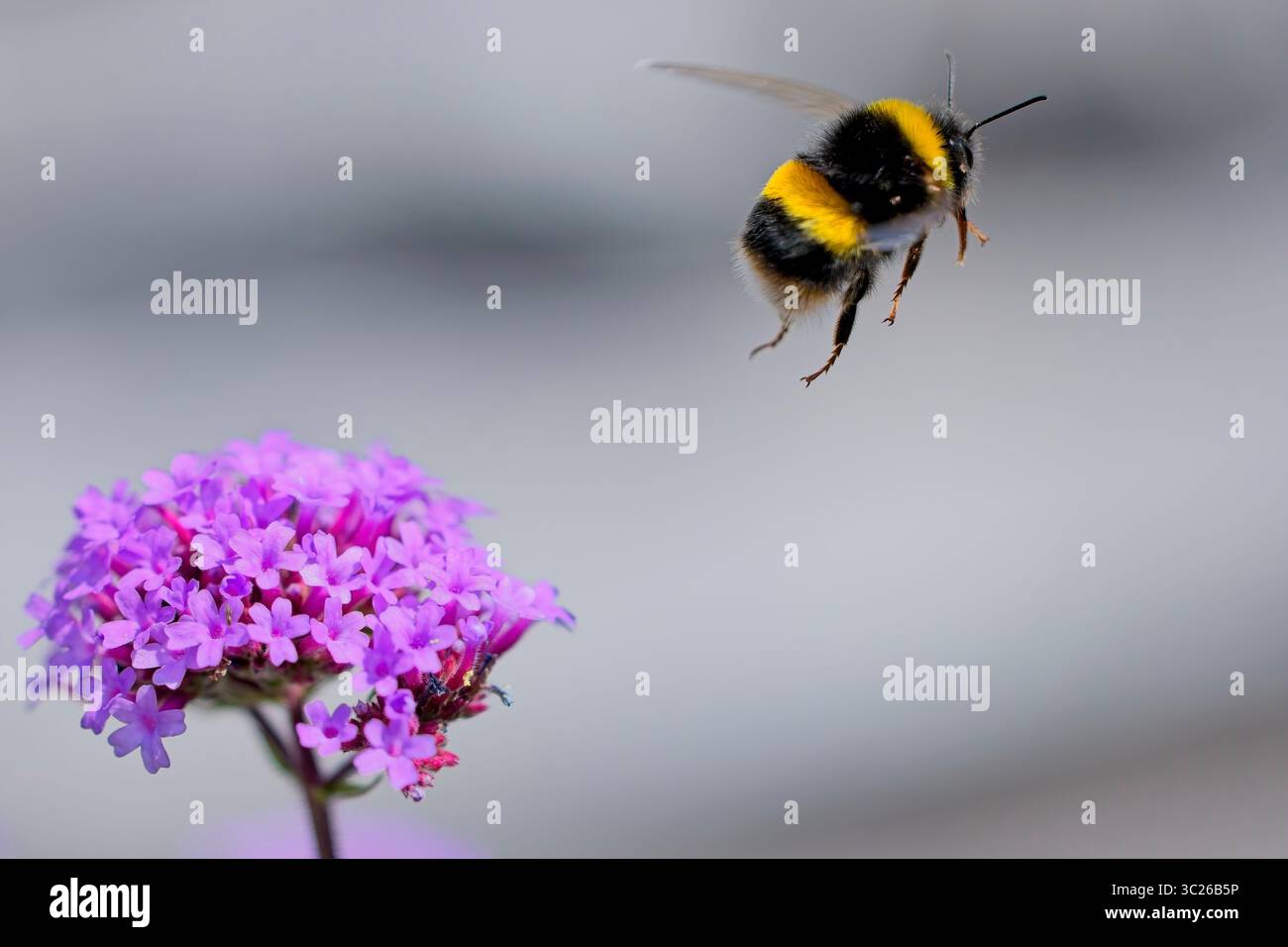Volo del Bumblebee Foto Stock