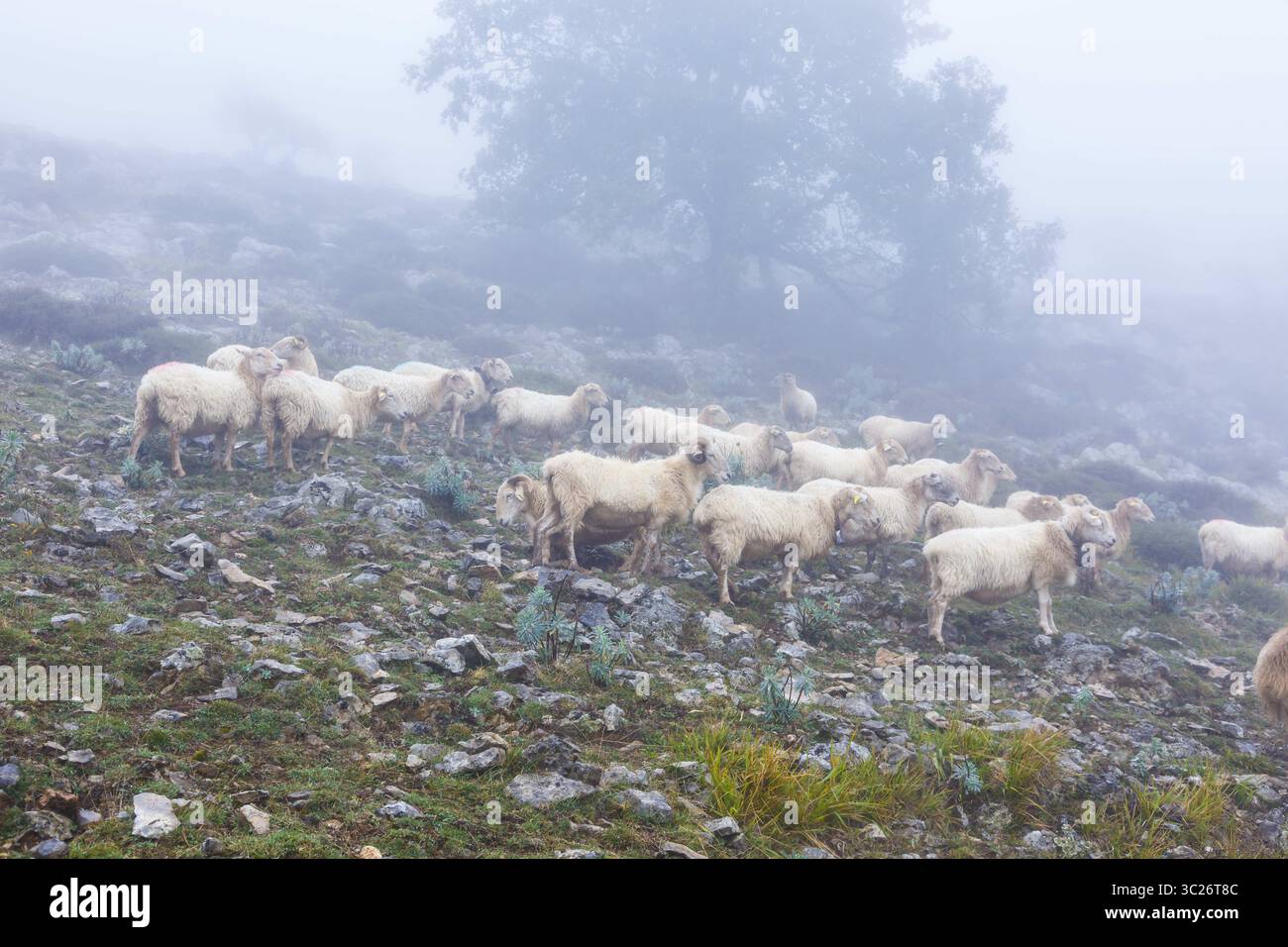 1° ottobre 2017 - Navarra, SPAGNA - pecore Latxa nella nebbia. Navarra, Spagna. (Immagine di credito: © Mikel Bilbao / Vwpics/VW Pics via cavo ZUMA) Foto Stock