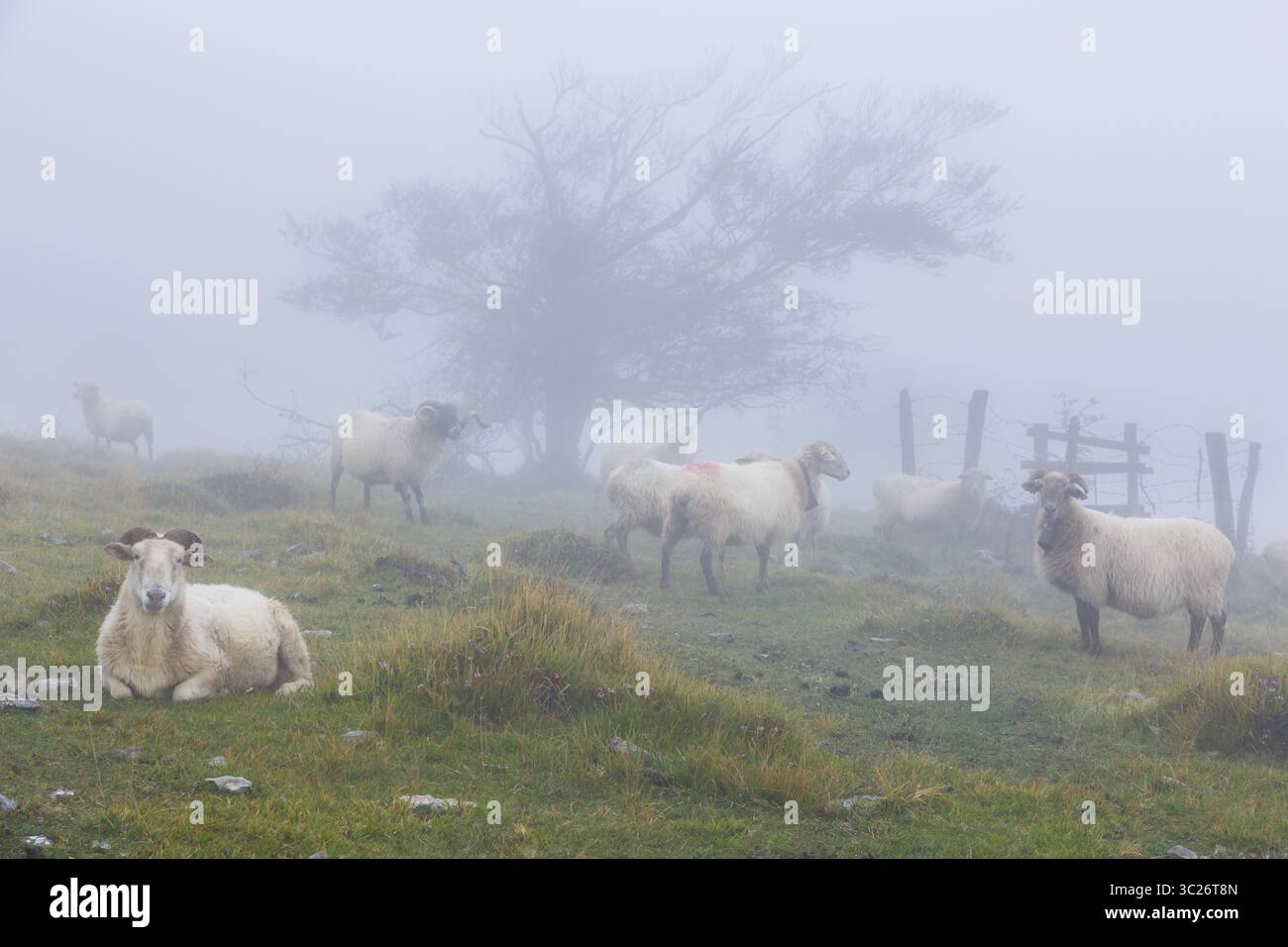 1° ottobre 2017 - Navarra, SPAGNA - pecore Latxa nella nebbia. Navarra, Spagna. (Immagine di credito: © Mikel Bilbao / Vwpics/VW Pics via cavo ZUMA) Foto Stock