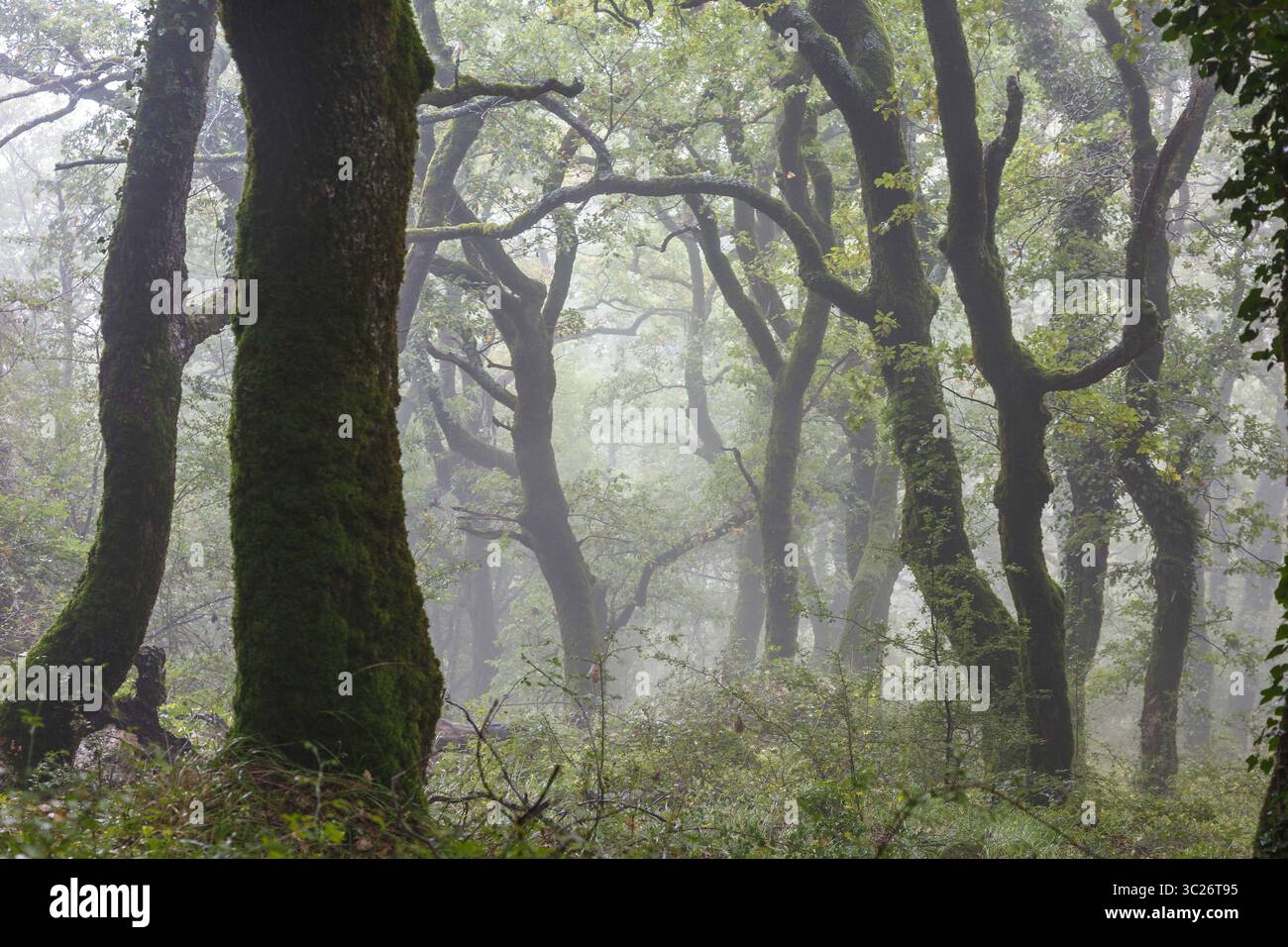 1° ottobre 2017 - Navarra, SPAGNA - Oakwood nella nebbia. Catena montuosa dell'Aralar. Navarra, Spagna, Europa. (Immagine di credito: © Mikel Bilbao / Vwpics/VW Pics via cavo ZUMA) Foto Stock