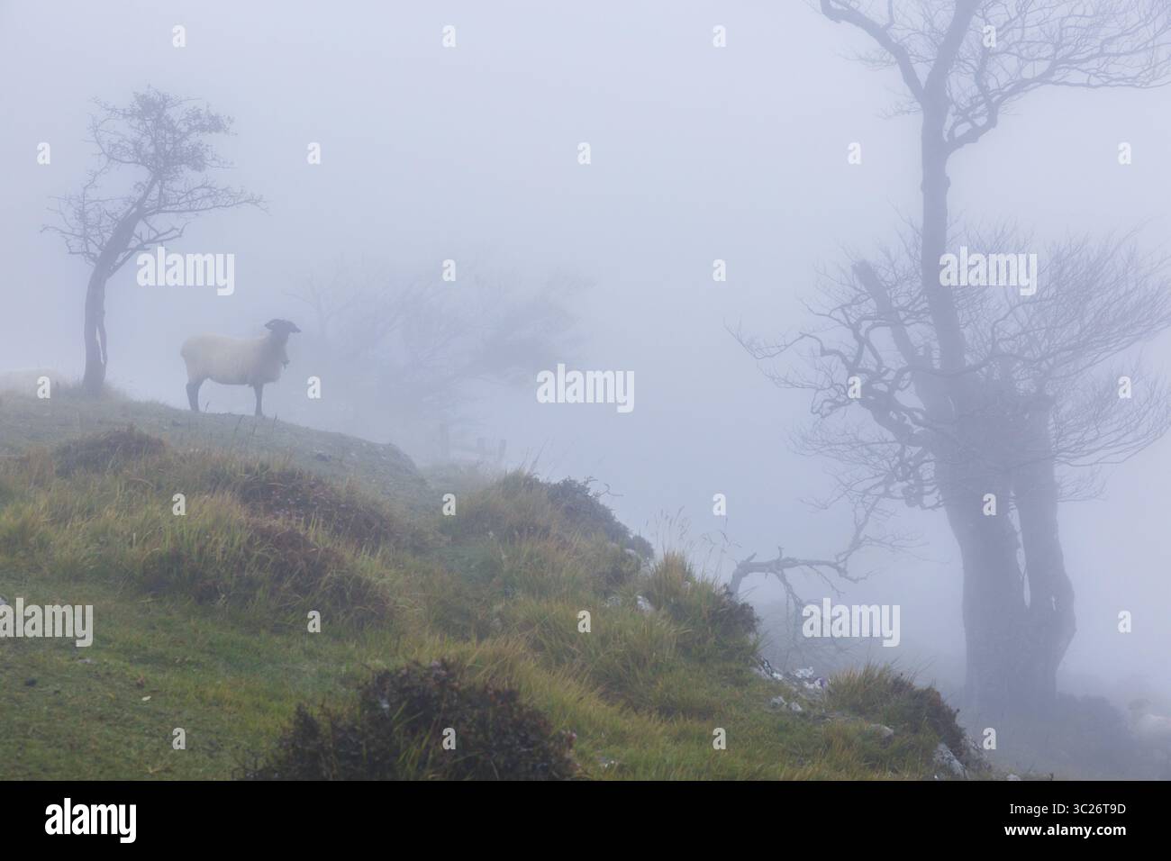 1° ottobre 2017 - Navarra, SPAGNA - pecore Latxa nella nebbia. Navarra, Spagna. (Immagine di credito: © Mikel Bilbao / Vwpics/VW Pics via cavo ZUMA) Foto Stock