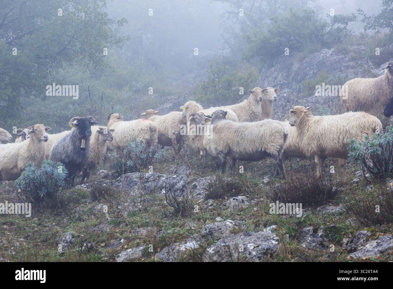 1° ottobre 2017 - Navarra, SPAGNA - pecore Latxa nella nebbia. Navarra, Spagna. (Immagine di credito: © Mikel Bilbao / Vwpics/VW Pics via cavo ZUMA) Foto Stock