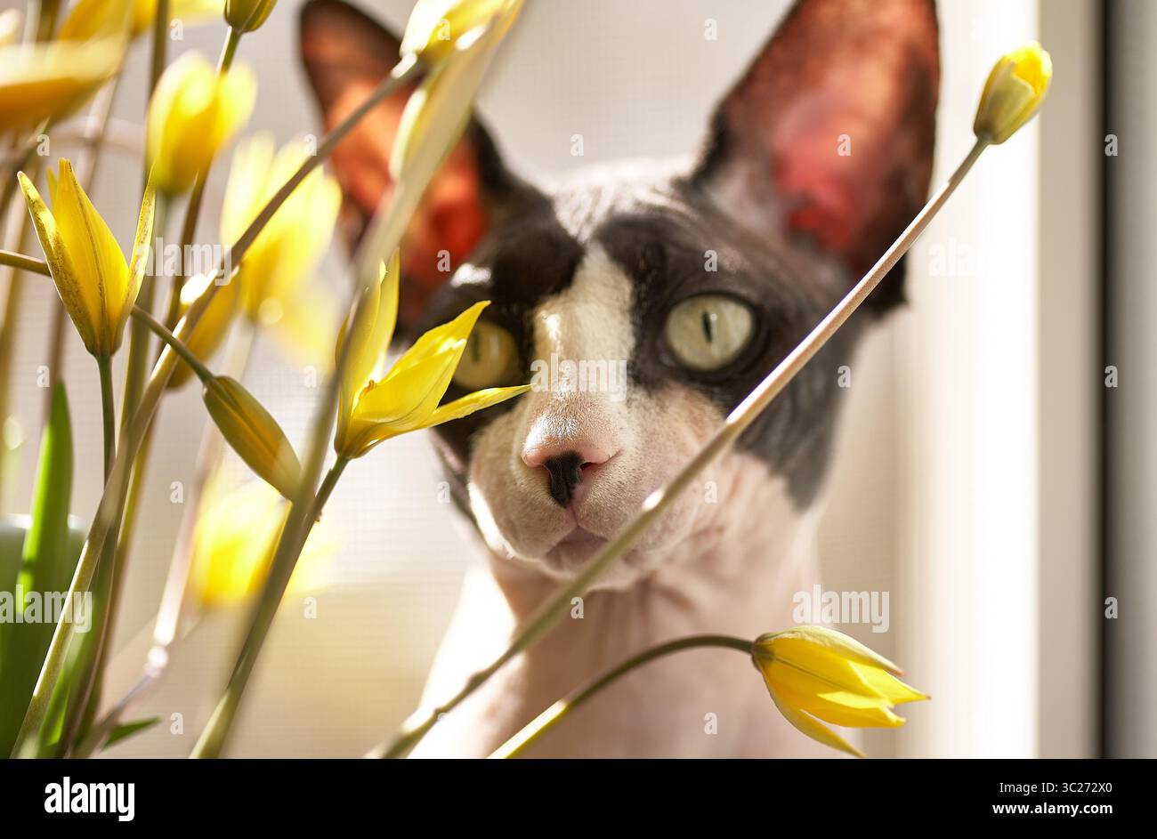 Un gatto Sphynx sbircia attraverso una vibrante disposizione di tulipani gialli. La pelle pallida del gatto e le orecchie rosa sono visibili, con i suoi sorprendenti occhi verdi focalizzati Foto Stock