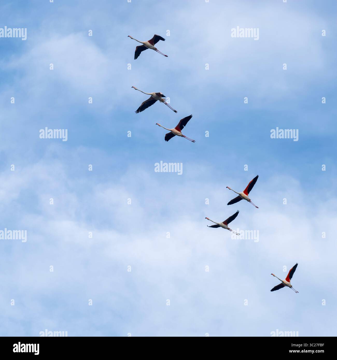 Un volo di fenicotteri visto dal basso da una torre di osservazione nelle Valli di Comacchio, parte del Parco regionale del Delta del po, provincia di Ferrara, EMI Foto Stock