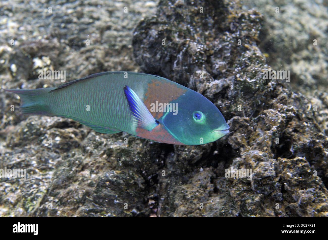 2 maggio 2015 - Saddleback wrasse, Thalassoma duperrey, Waiopae Tide Pools, Kapoho, Big Island, Hawaii, USA (immagine di credito: © Andre Seale / Vwpics/VW Pics via ZUMA Wire) Foto Stock