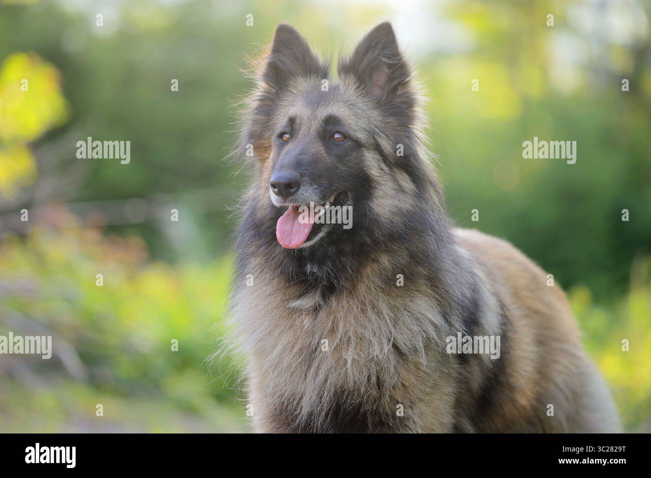 Il pastore belga di razza pura tervuren all'esterno con sfondo verde tenue. Foto Stock