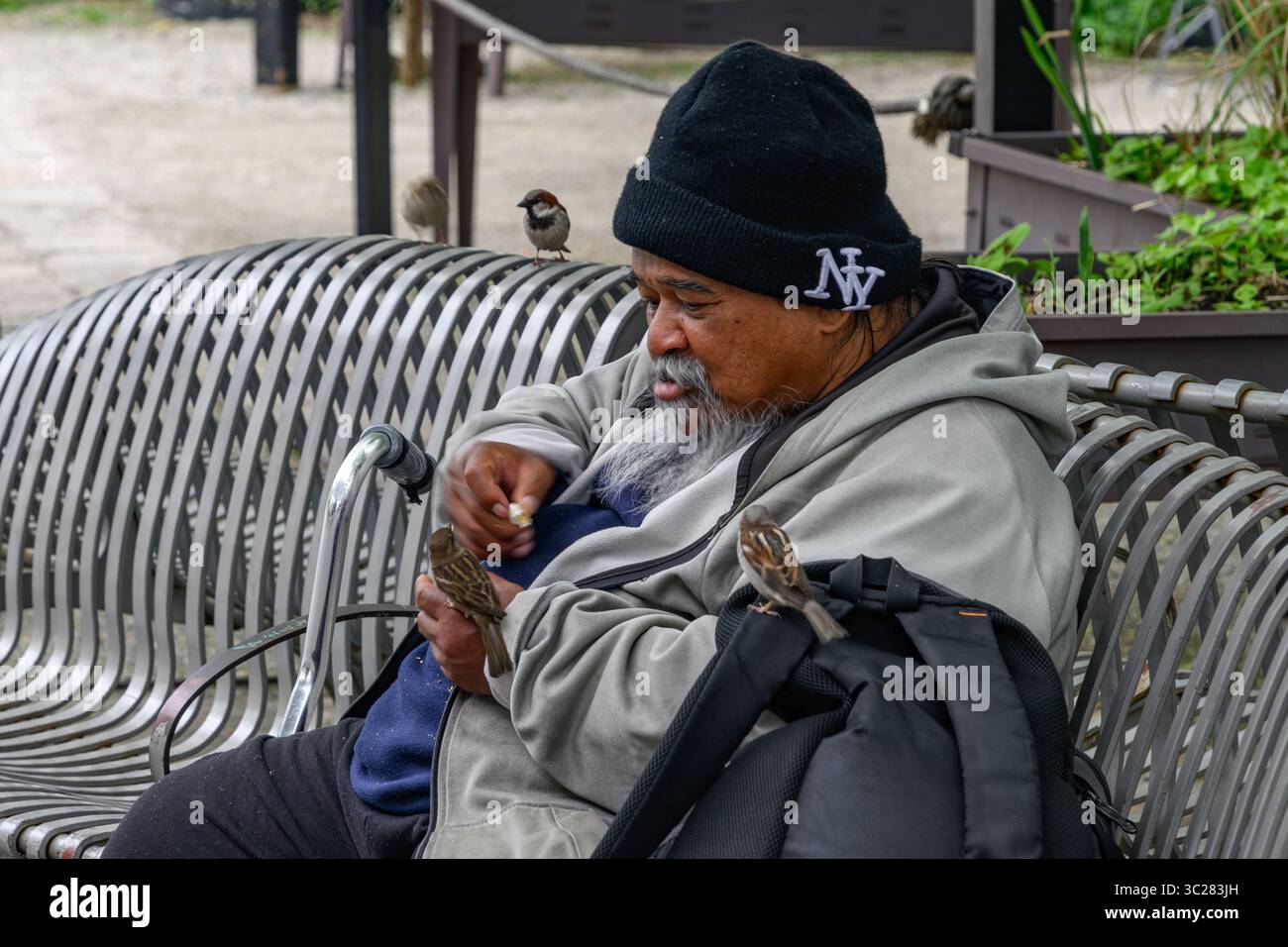 Gentiluomo che dà da mangiare agli uccelli selvatici al Battery, Lower Manhattan, New York, Stati Uniti d'America, USA. Foto Stock