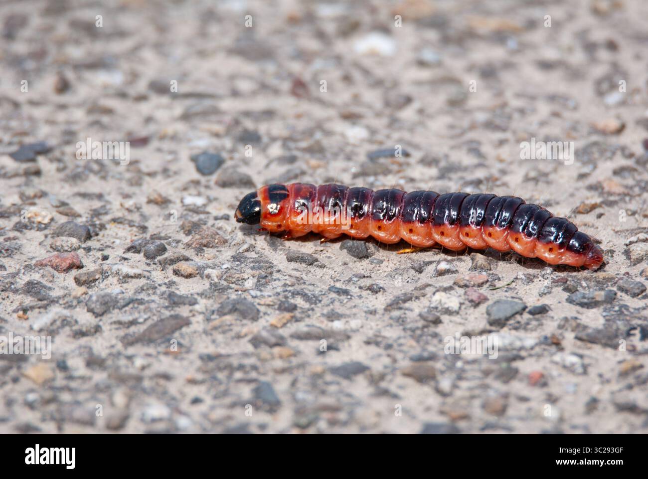 Willow Borer Caterpillar of Night Moth, Willow Wood Borer odorifero, Cossus Cossus, Rosso e arancione Foto Stock