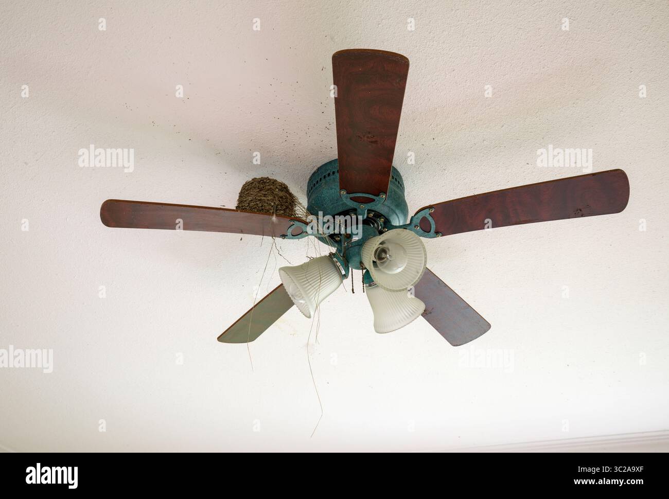 Un nido di uccello poggiato su un ventilatore a soffitto all'interno di una casa abbandonata. Foto Stock