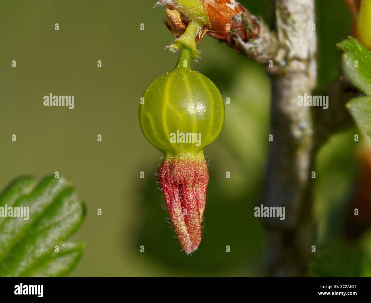 Una piccola uva spina non matura con petali non caduti Foto Stock