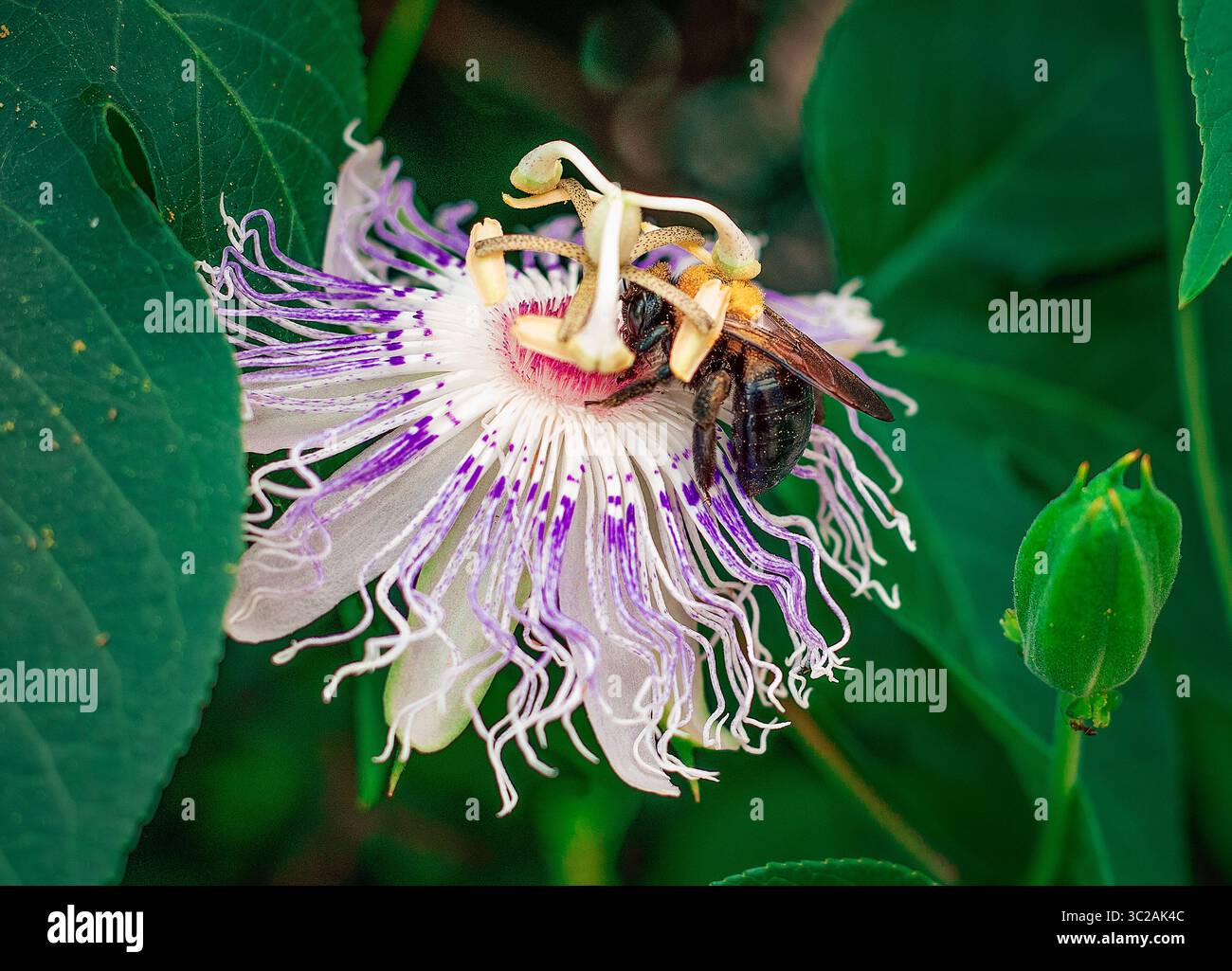 Un'ape impollina un fiore della passione viola nel verde esterno. Una vista dettagliata di un'ape che impollina un fiore della passione viola in fiore Foto Stock
