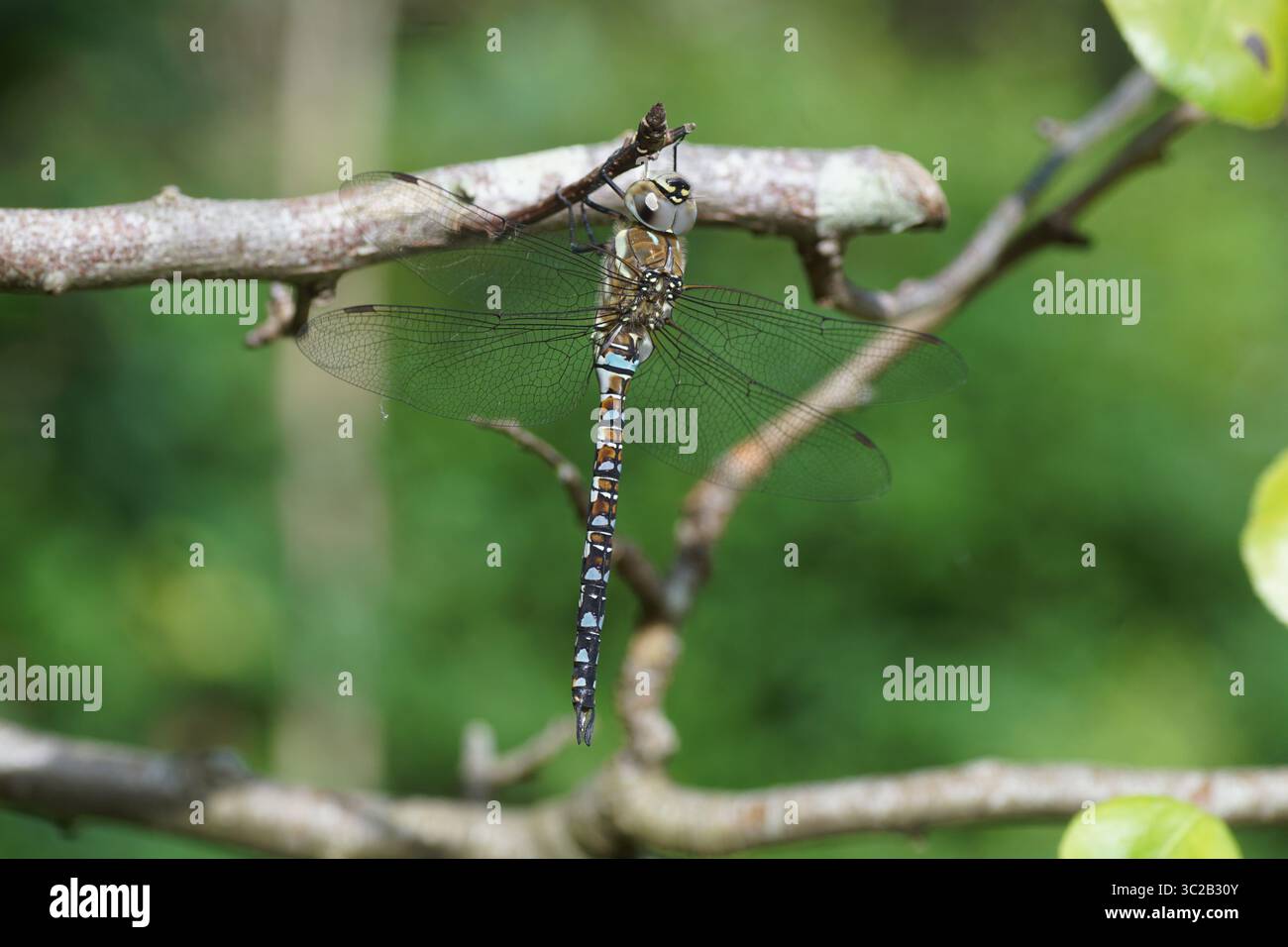 Aeshna mixta (Aeshna mixta), eshnidi, falchi o oscuri (Aeshnidae). Appeso in un albero. Giardino olandese. Estate, luglio, Paesi Bassi. Foto Stock
