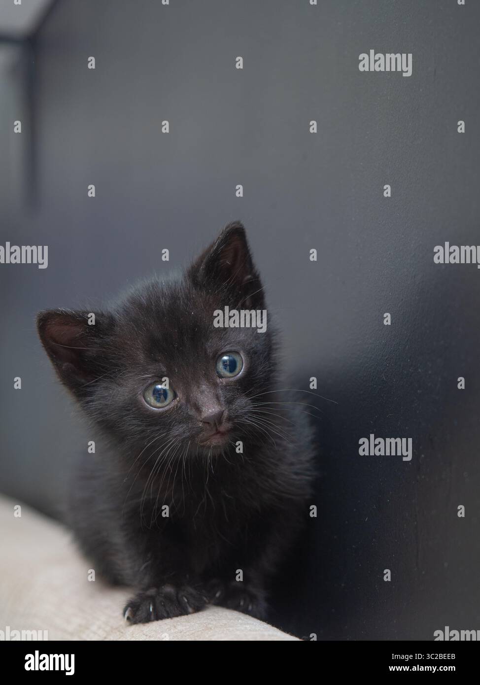 Gattino nero seduto tranquillamente su una superficie chiara su uno sfondo scuro, fissando direttamente la fotocamera Foto Stock