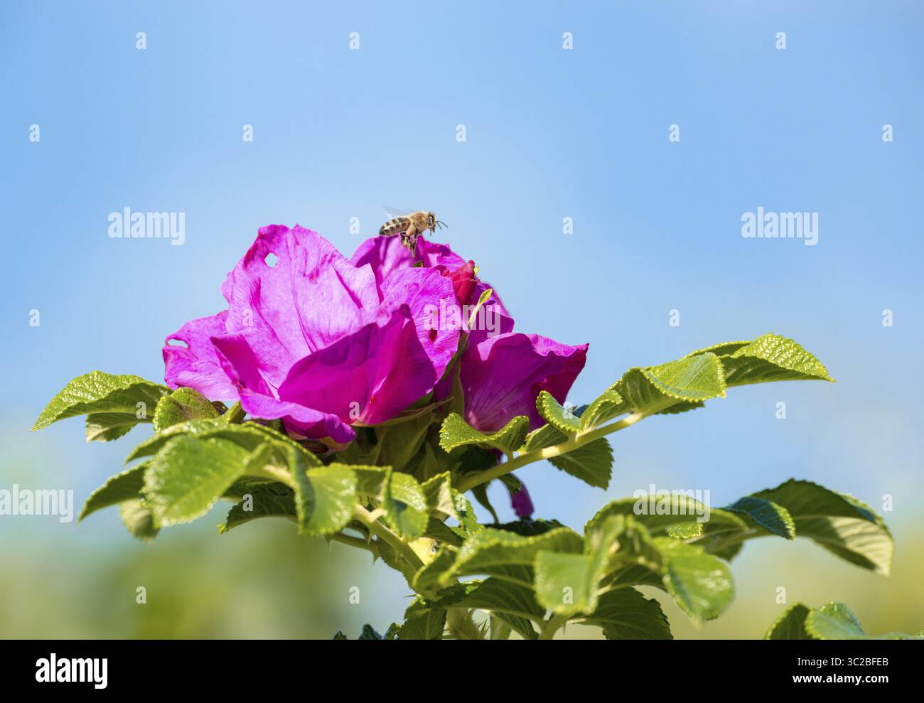 Api mellifere occidentali (Apis mellifera), anche api mellifere europee, che atterrano su fiori rosa di una rosa di patate (Rosa rugosa), anche rose di mele, rose giapponesi, S. Foto Stock