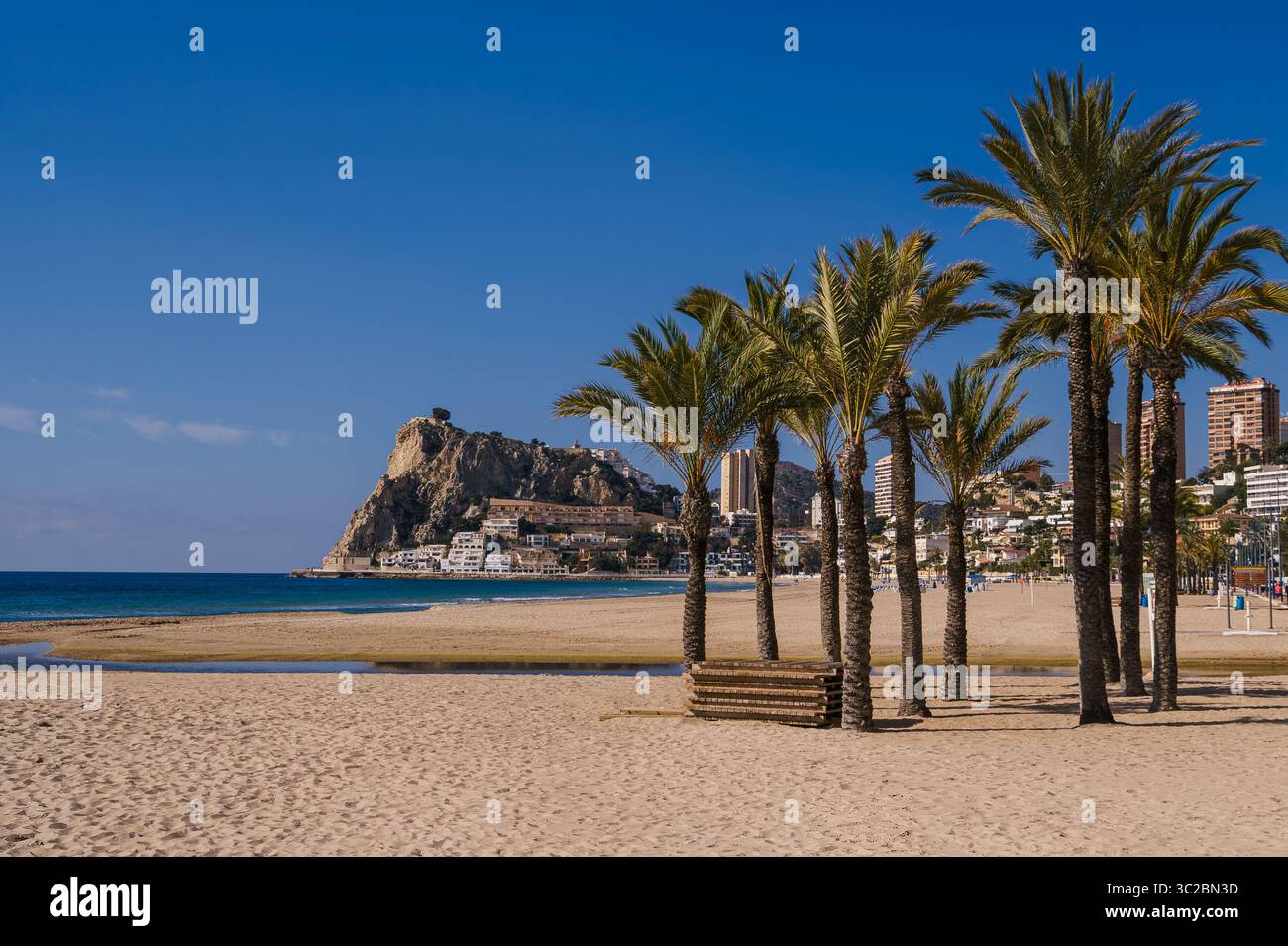 Gruppo di palme a Poniente Beach, Benidorm, Spagna Foto Stock