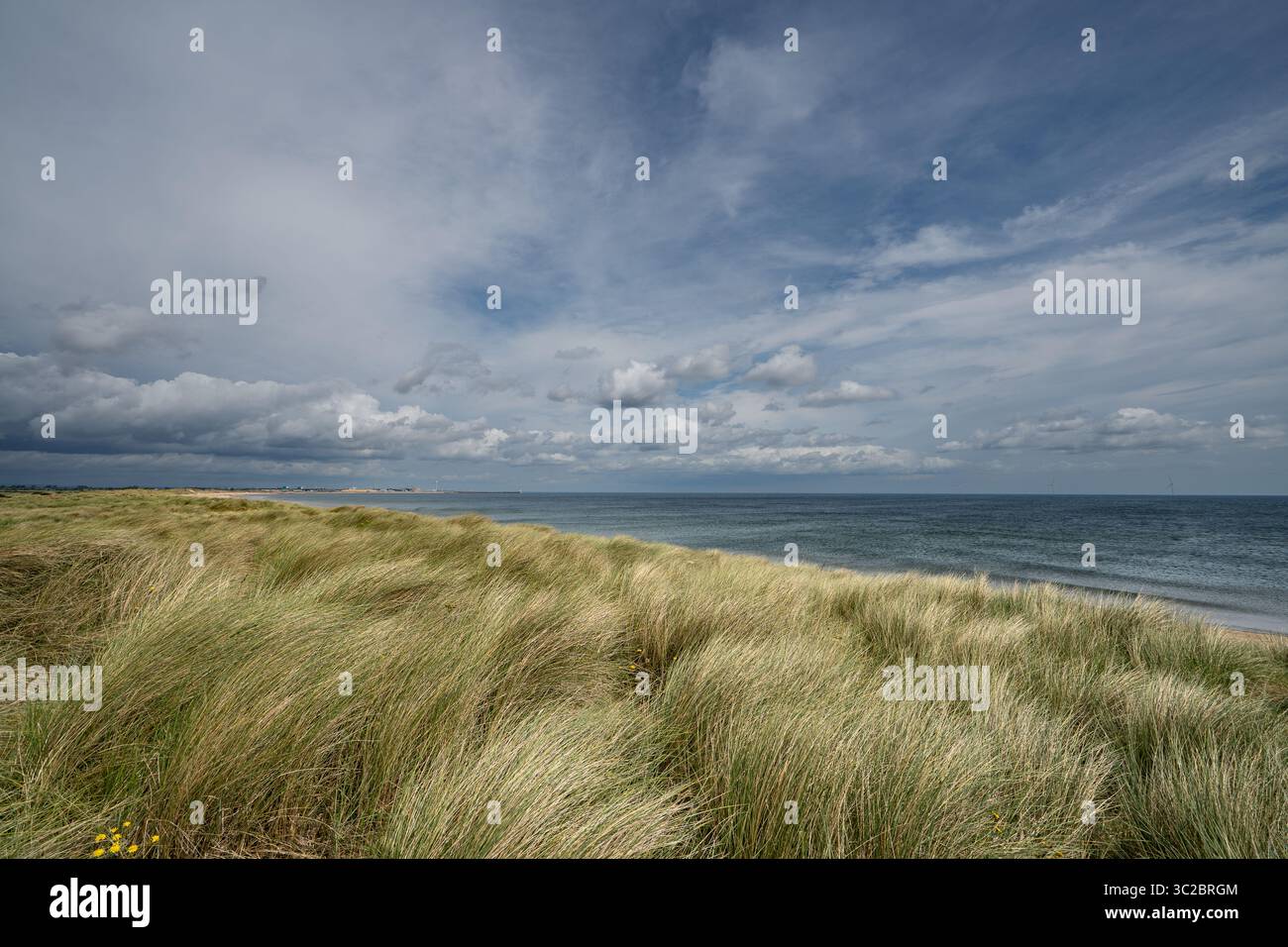 L'erba cresce sulle dune dietro la spiaggia di Seaton, guardando a nord verso Blyth Foto Stock