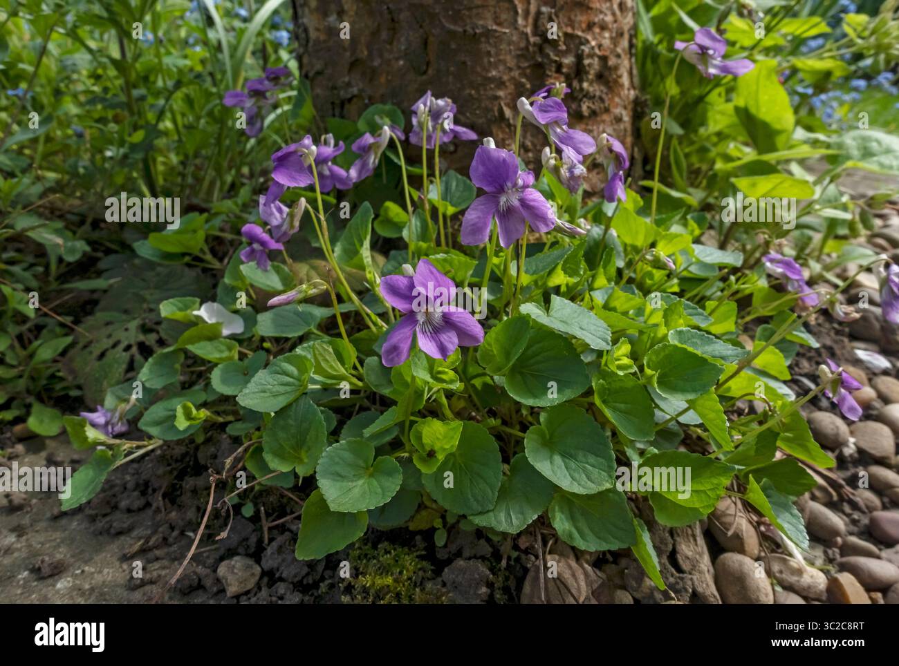 Primo piano della pianta Viola riviniana di legno viola che cresce alla base di un albero in primavera Inghilterra Regno Unito Regno Unito Gran Bretagna Gran Bretagna Foto Stock