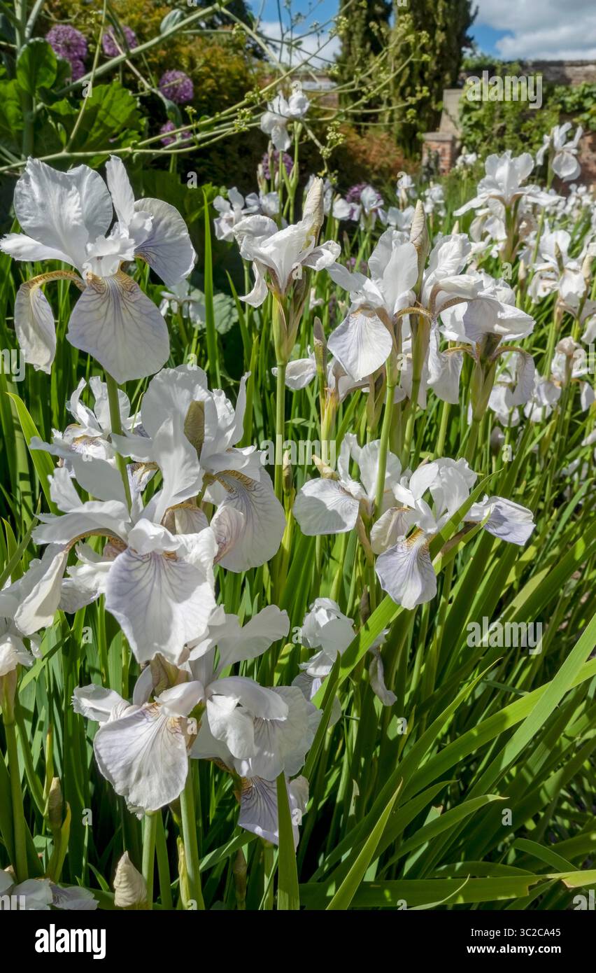 Iris viola pallido e bianco fiori fioriti al confine con il giardino in estate Inghilterra Regno Unito Regno Unito Gran Bretagna Gran Bretagna Foto Stock