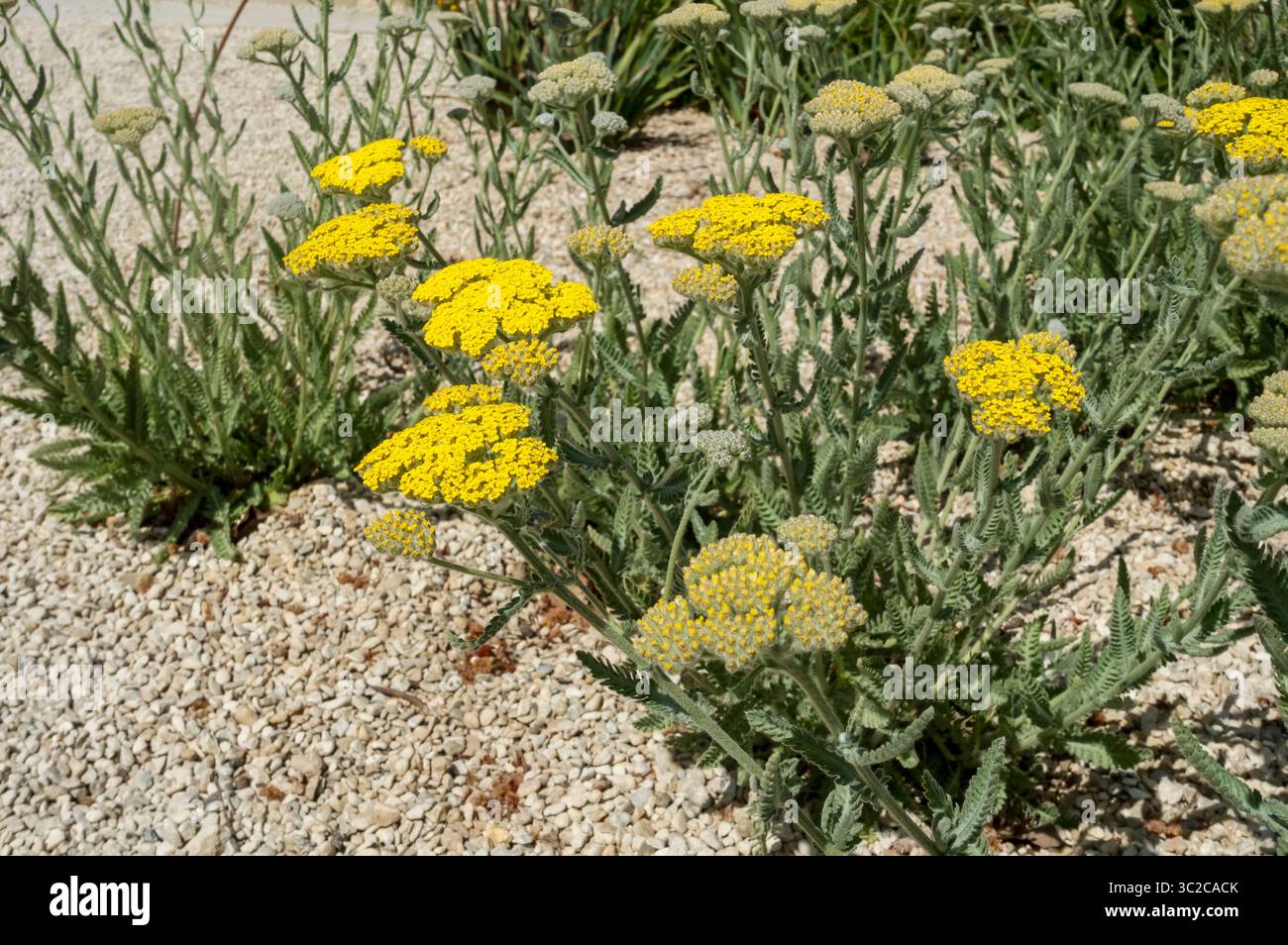 Primo piano di piante gialle di achillea che coltivano fiori che fioriscono in un giardino di ghiaia al confine estivo Inghilterra Regno Unito Gran Bretagna Foto Stock