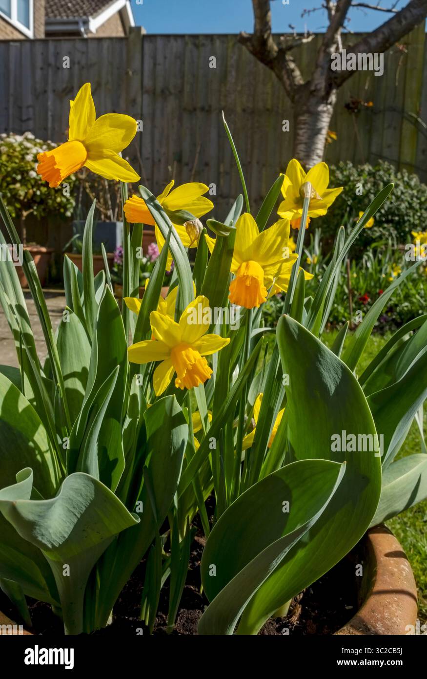 Primo piano di narcisi gialli e arancioni brillanti narcisi nani Jetfire i fiori di narcisi che fioriscono in un contenitore di pentola in primavera Inghilterra Regno Unito Gran Bretagna Foto Stock