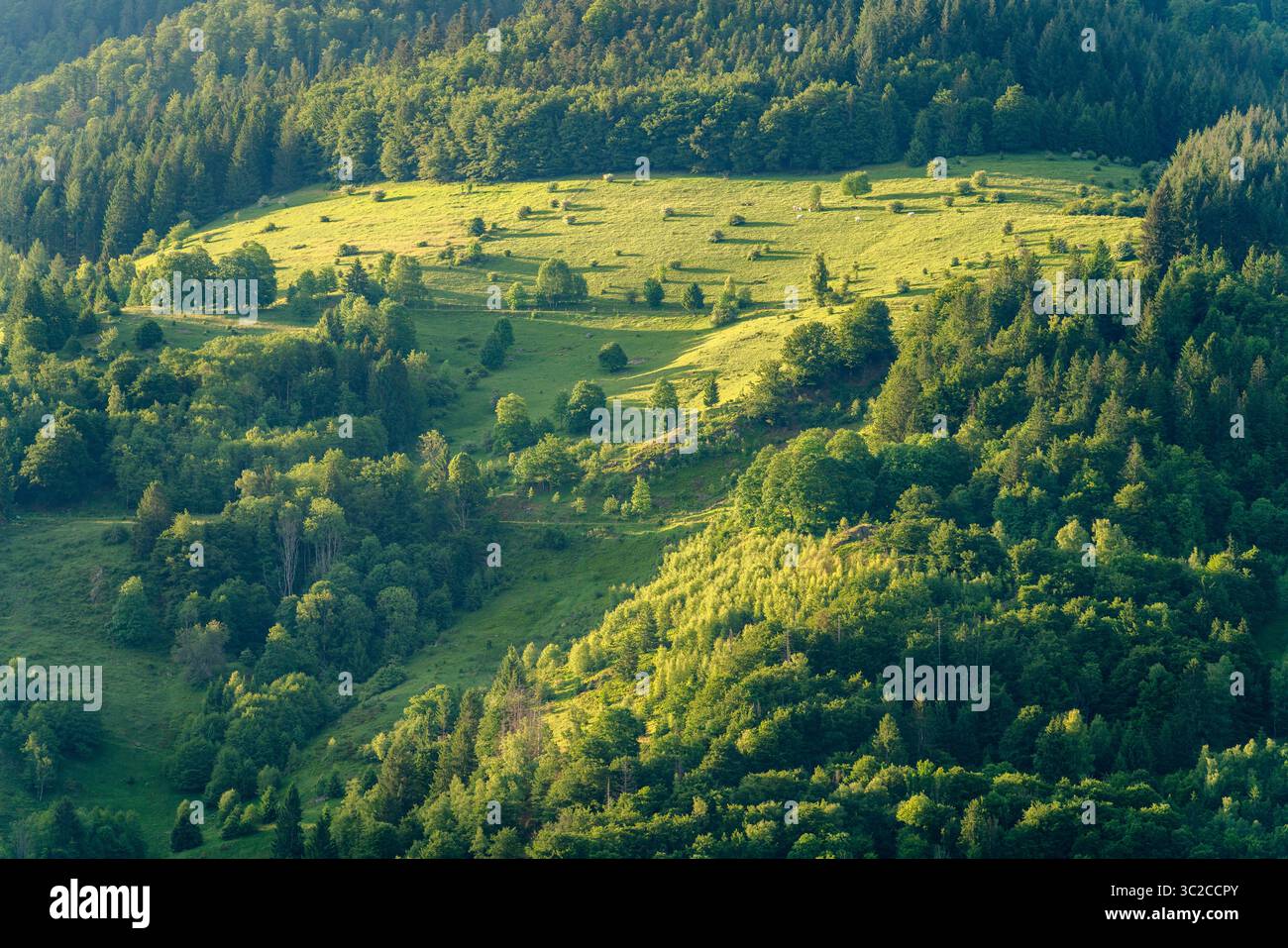 Idilliaca impressione intorno a Schönau nella Foresta Nera, una città nel distretto di Lörrach nel Baden-Württemberg, in Germania Foto Stock