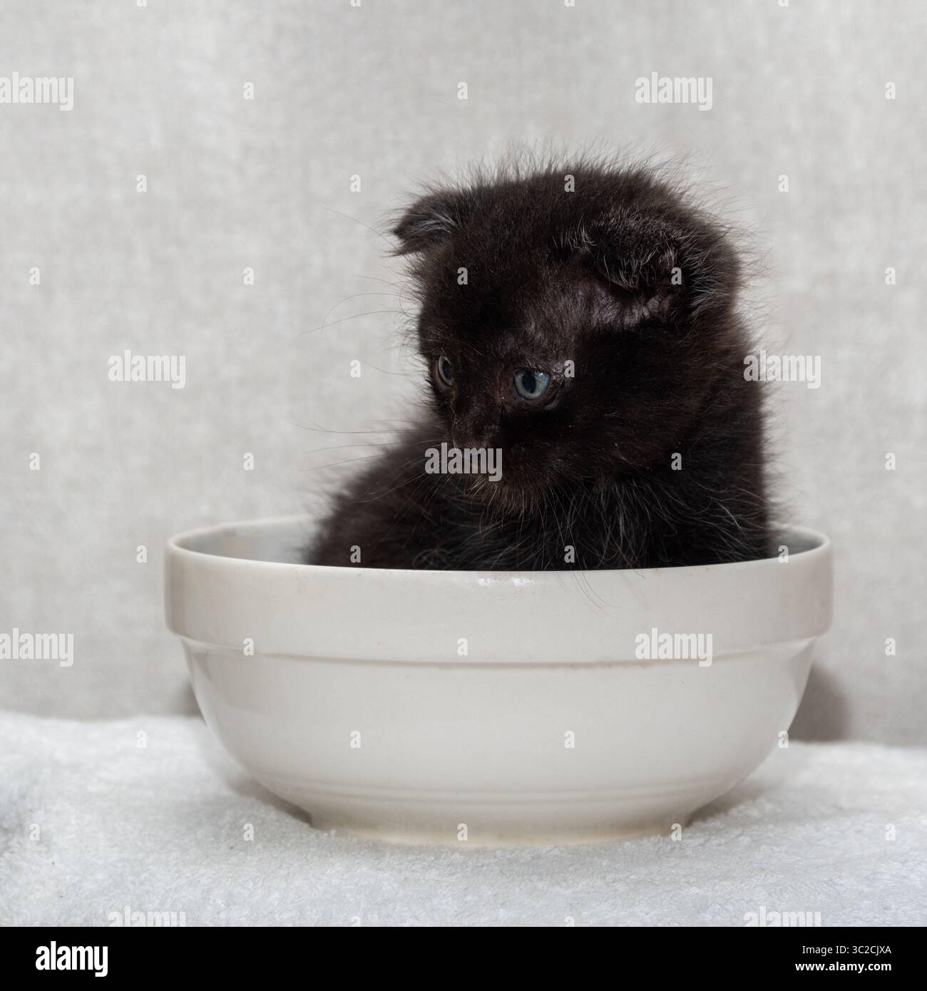 Due adorabili gattini neri incastonati in una ciotola bianca su una superficie morbida, su uno sfondo neutro, che simboleggia la carezza Foto Stock