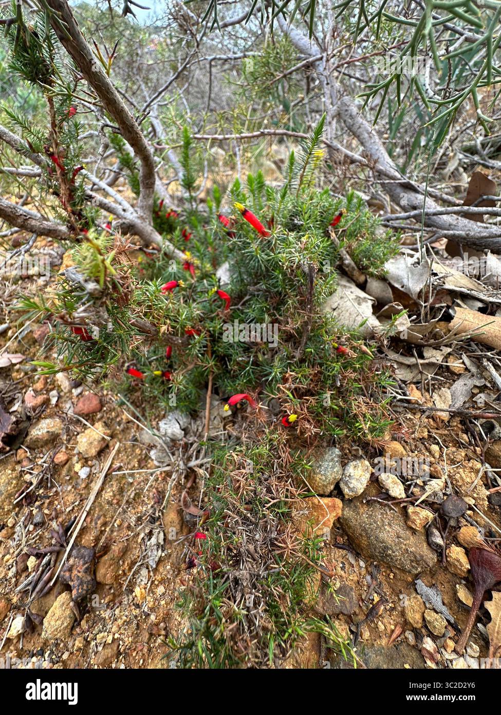 Fiori di Bush dell'Australia occidentale in natura - Immagine stock catturata con smartphone