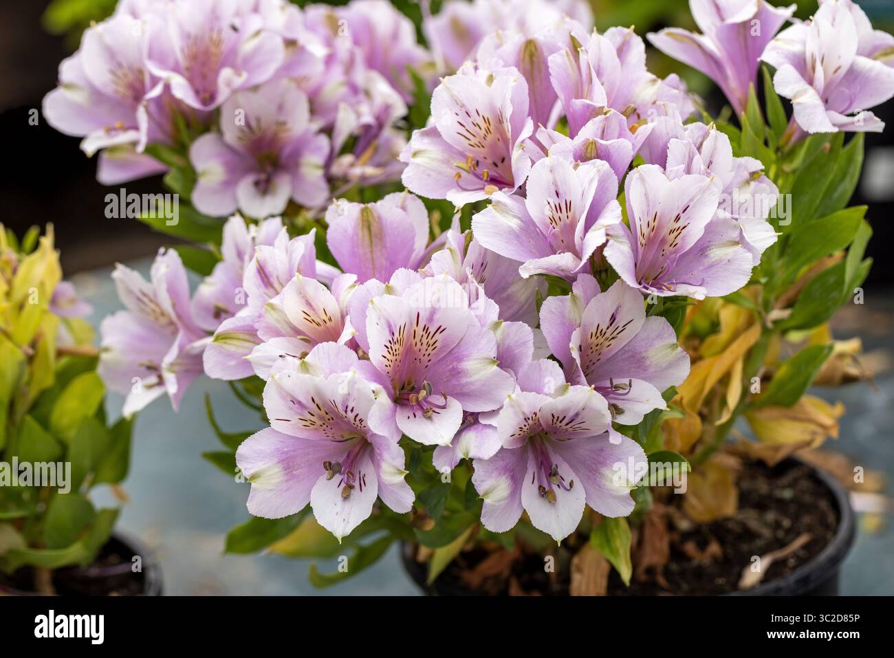 Primo piano della Luna dell'Alstroemeria Inticancha. Fiori bianchi - viola pallido al centro fiorito nel Regno Unito Foto Stock