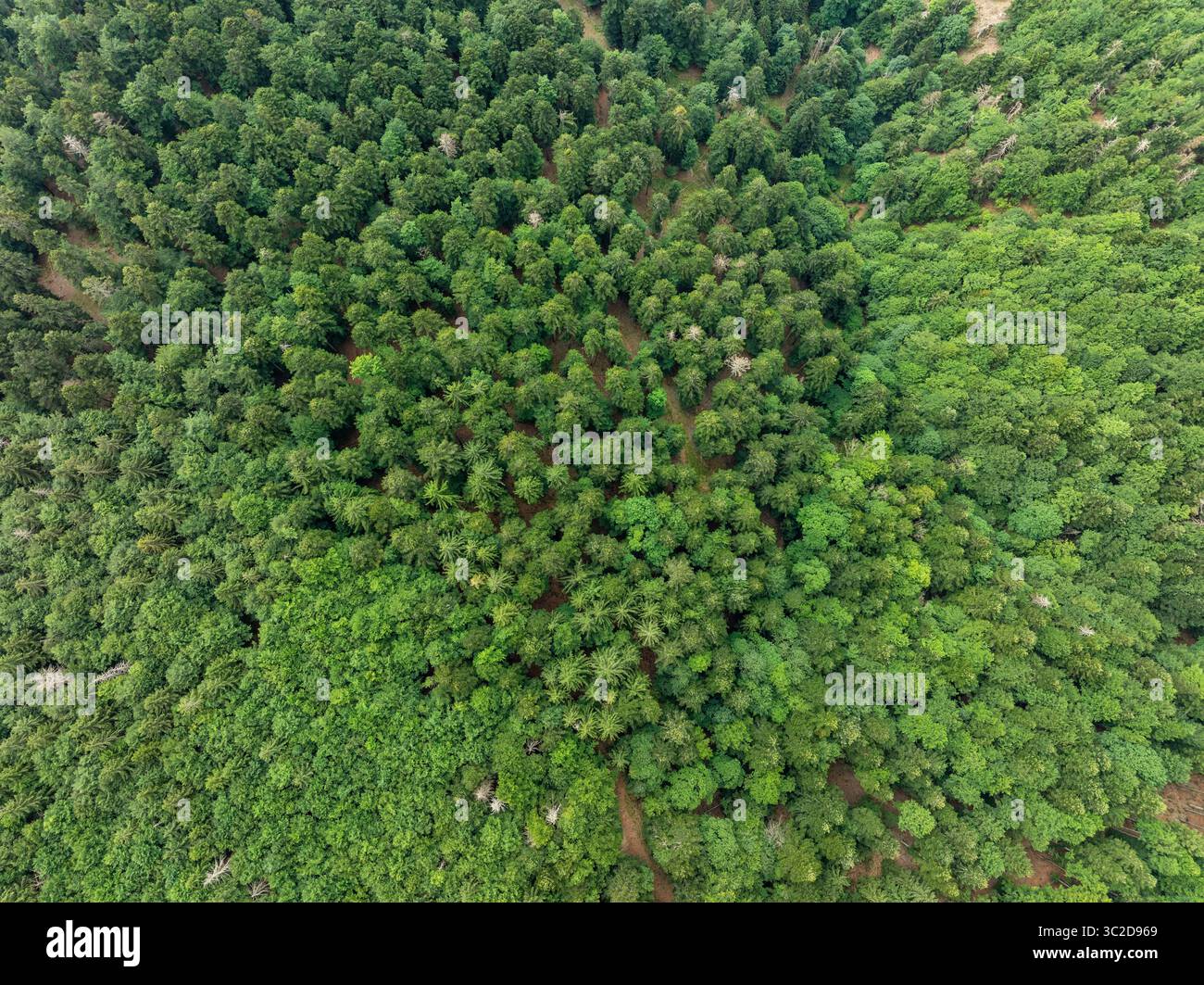 Veduta aerea di una fitta foresta verde, un arazzo testurizzato di cime degli alberi che si estende verso il cielo, che mostra la vibrante tavolozza della natura, Oderen, Grand Est, Francia. Foto Stock