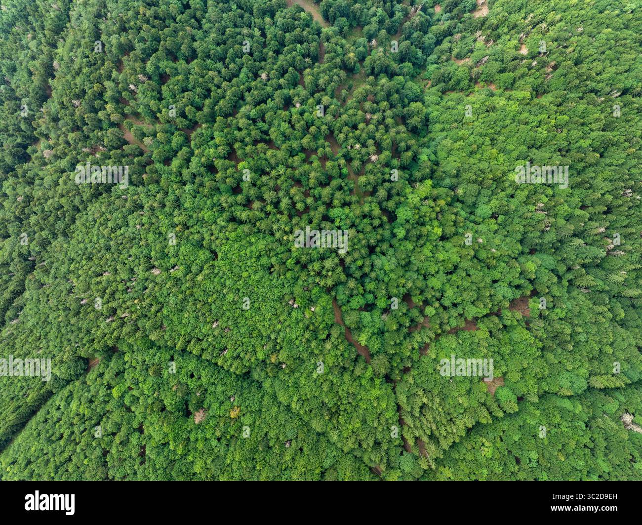 Vista aerea di una fitta e verdeggiante tettoia della foresta si estende come un vibrante tappeto verde, le sue varie texture creano un mosaico di vita, Oderen, Grand Est, Francia. Foto Stock