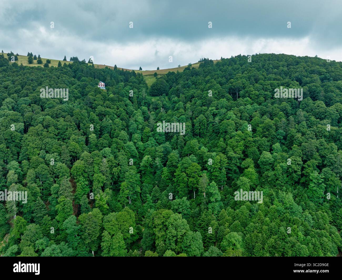 Veduta aerea delle densa cime verdi degli alberi che si mescolano alla collina sotto un cielo nuvoloso, Oderen, Grand Est, Francia. Foto Stock