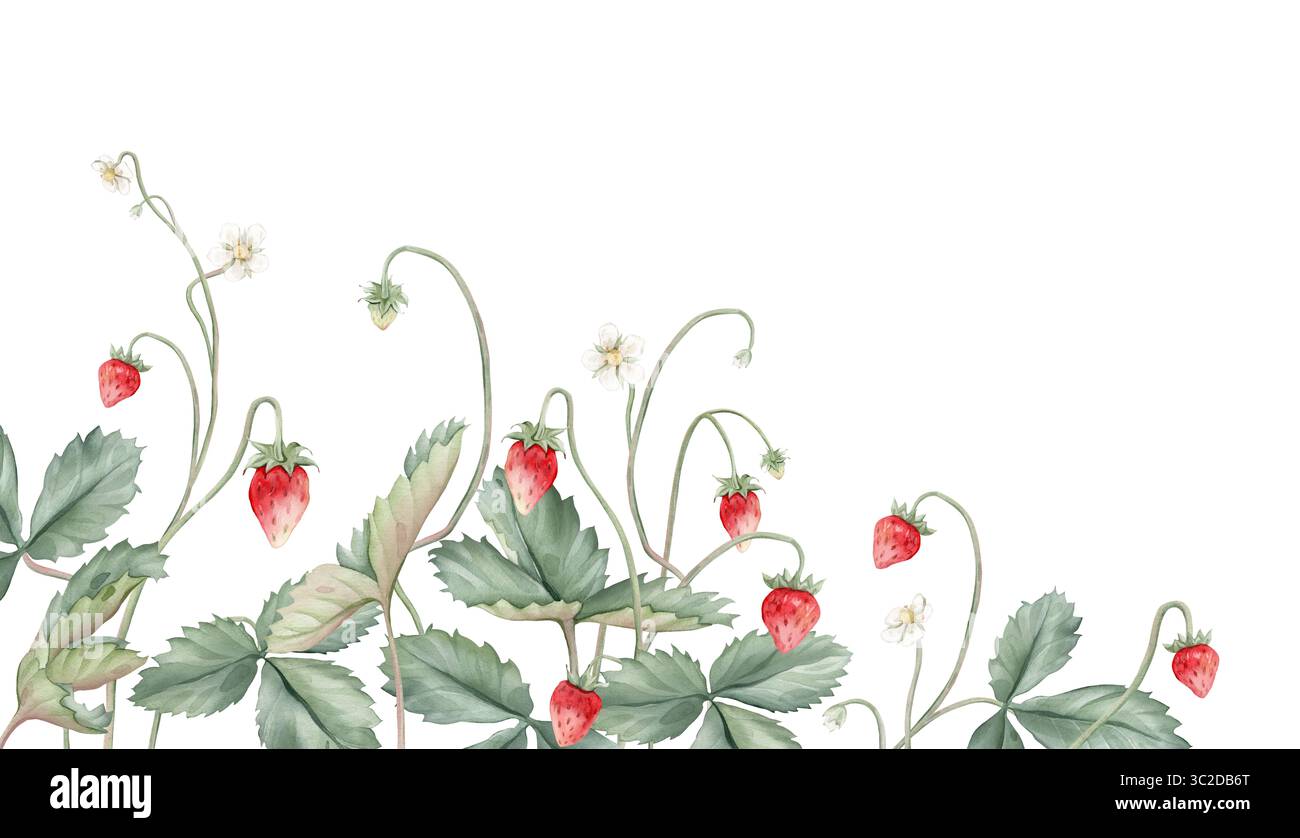 Cornice rettangolare di fragole selvatiche. Illustrazione ad acquerello disegnata a mano di un bordo con fragole boschive e fiori bianchi su bianco isolato Foto Stock