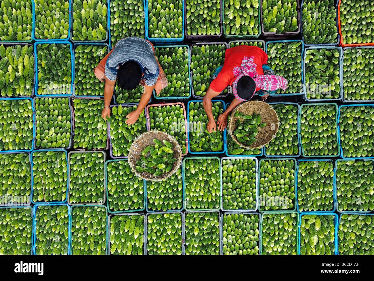 Bogura, Bangladesh - 06 gennaio 2020: Vista aerea di prodotti verdi vivaci che riempiono contenitori blu impilati, in contrasto con i toni terrosi degli agricoltori. Foto Stock