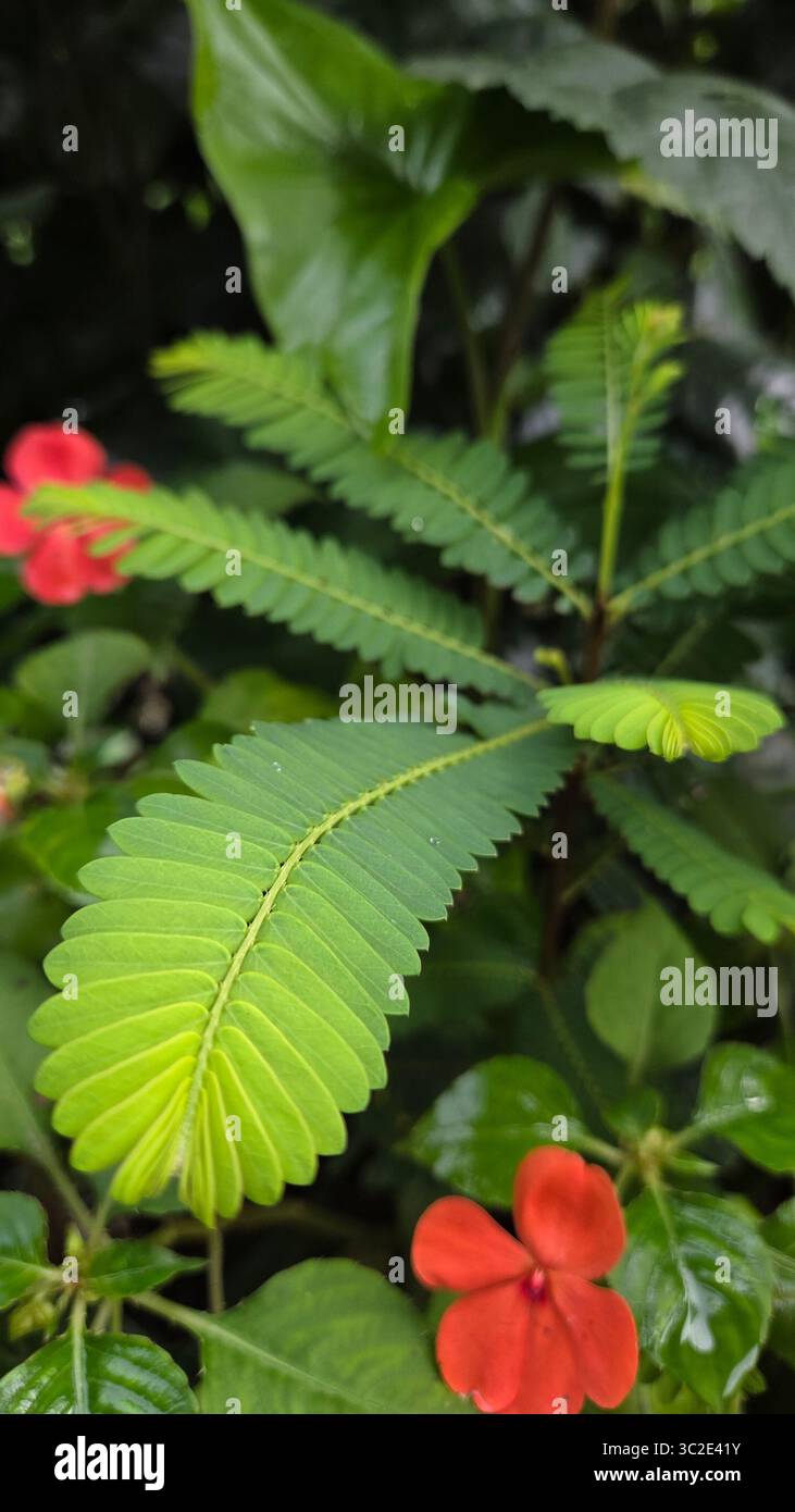 fotografia verde foglia 🥬📸 - Immagine stock catturata con smartphone