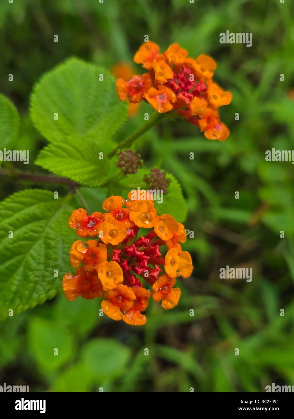 Bellissimi fiori naturali 💐 - Immagine stock catturata con smartphone