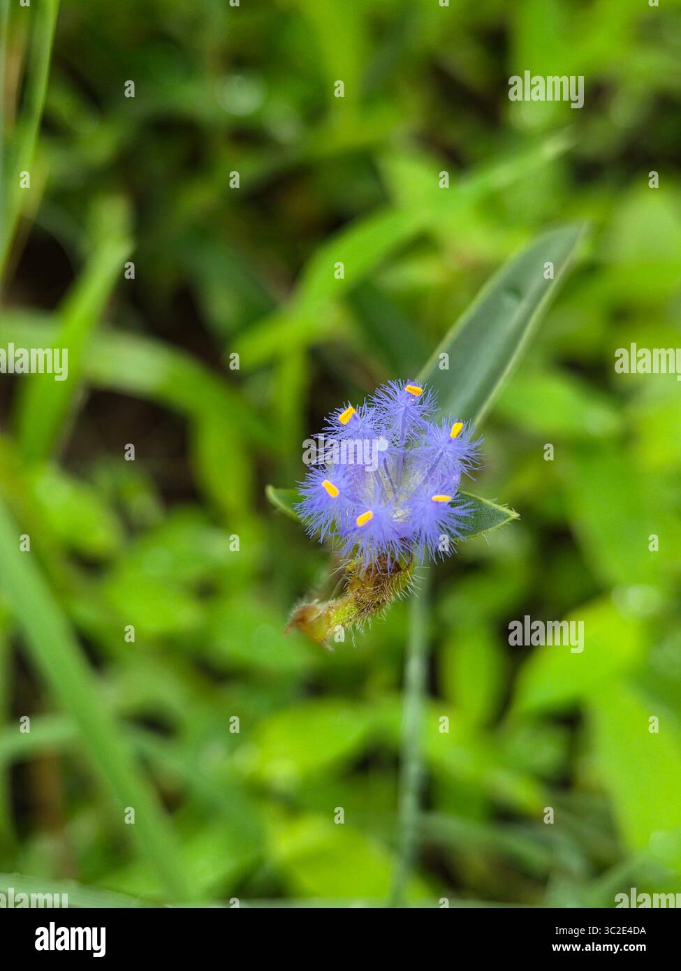 Bellissimi fiori naturali 💐 - Immagine stock catturata con smartphone